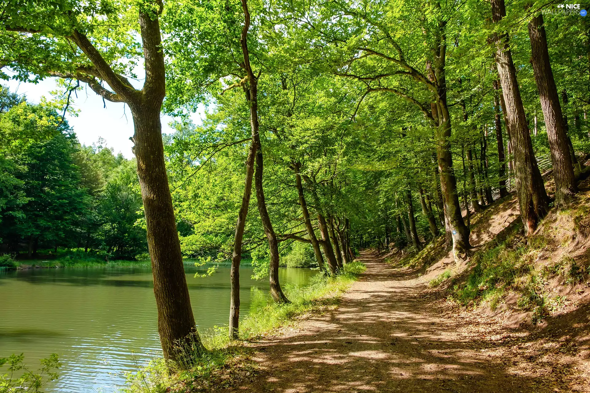 trees, Pond - car, sunny, day, viewes, Way