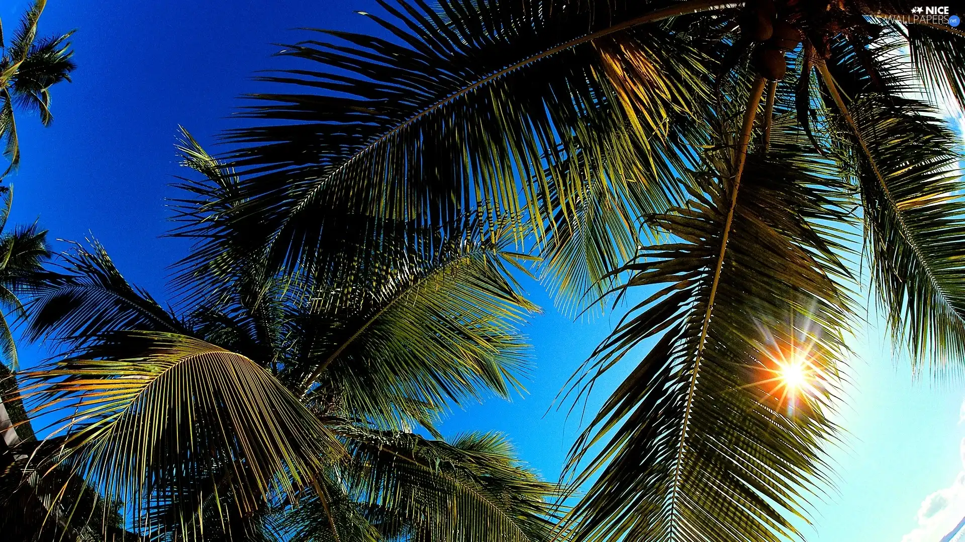 Leaf, rays, sunny, Palm