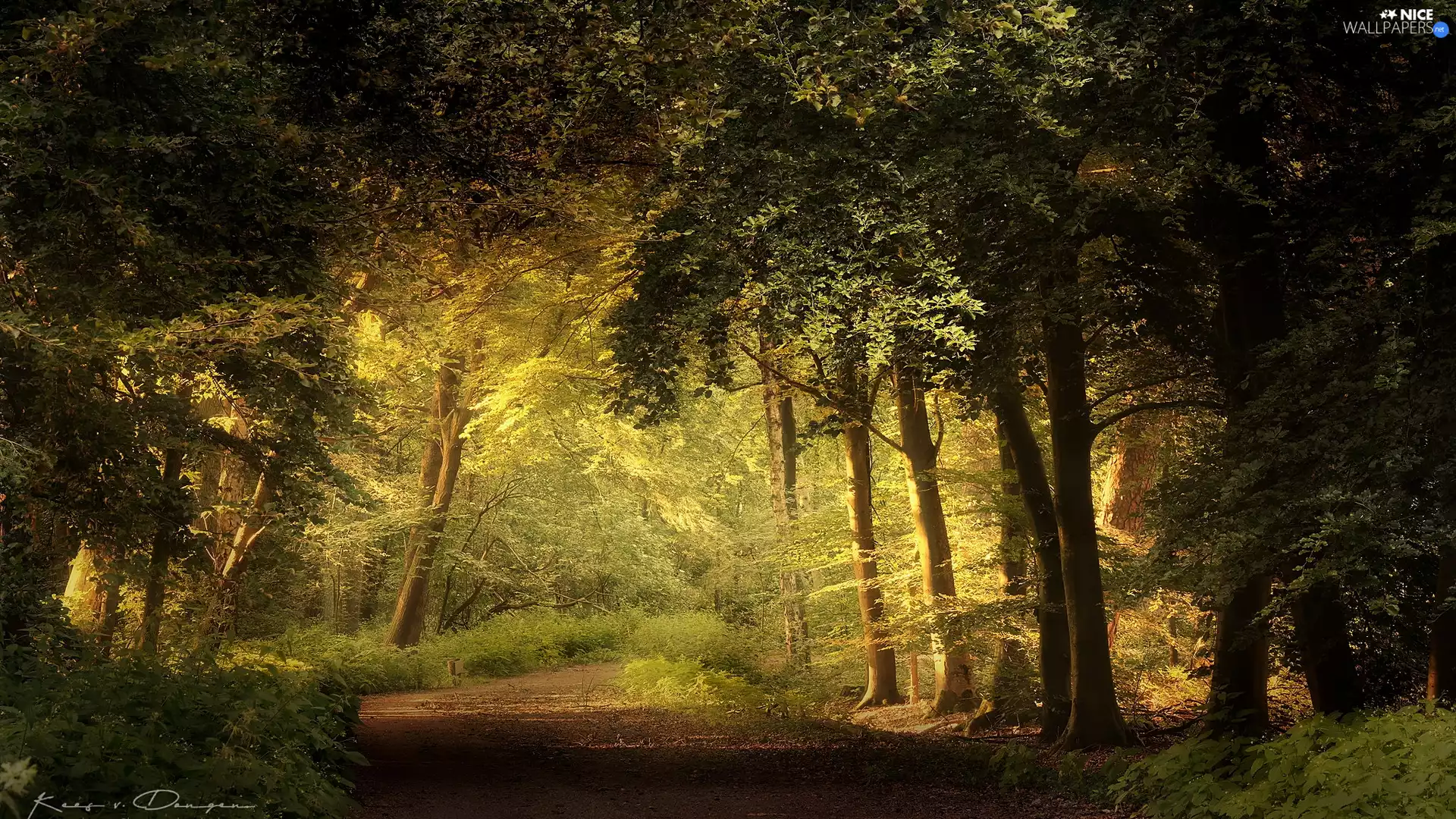 sunny, forest, ligh, sun, viewes, Way, luminosity, trees, flash