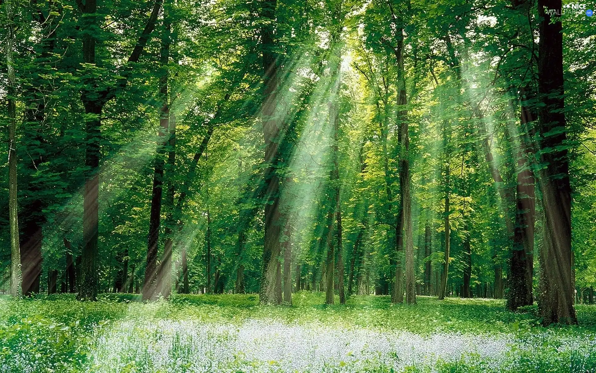 sunny, forest, rays