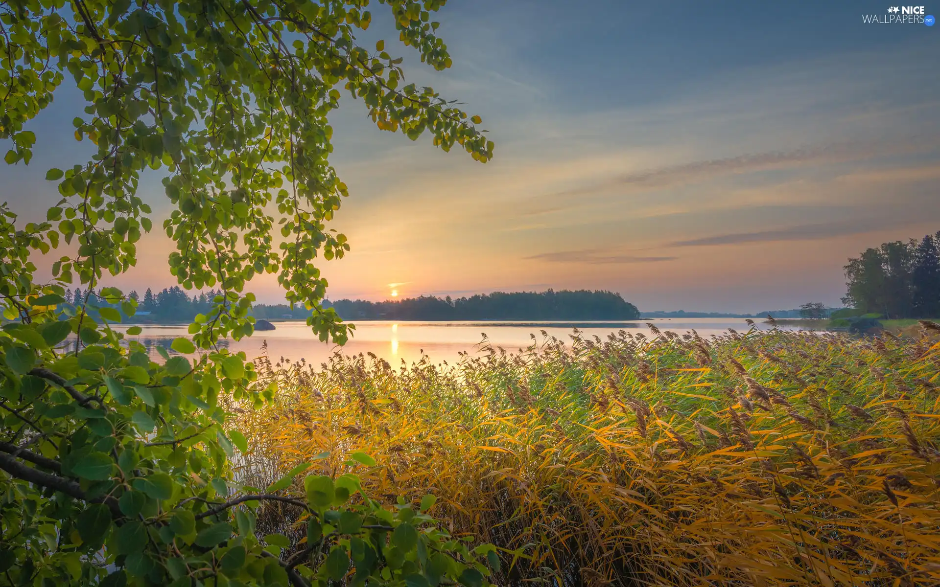 trees, grass, branch pics, rushes, lake, viewes, Sunrise