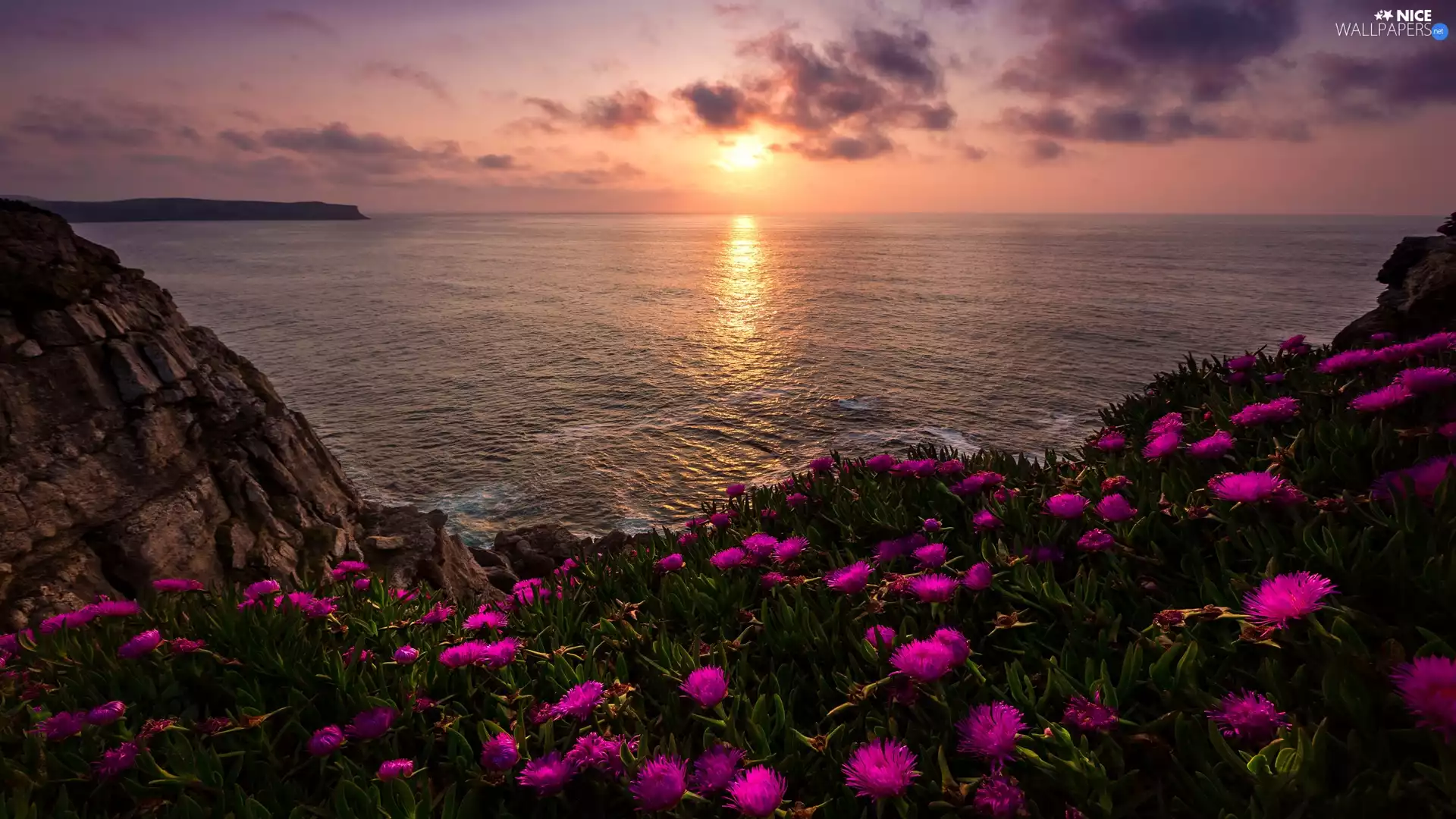 Asturias, Spain, Bay of Biscay, sea, Sunrise, clouds, rocks, Flowers, coast