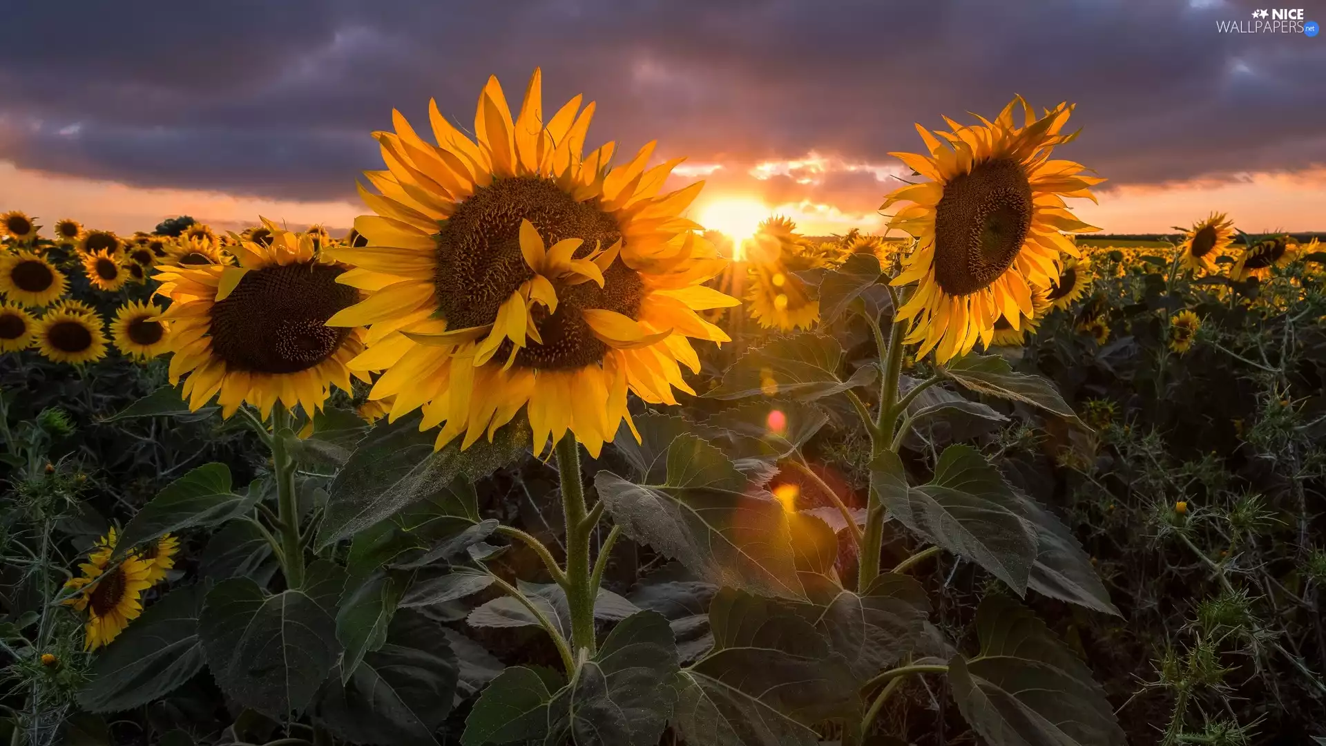 clouds, Nice sunflowers, Sunrise