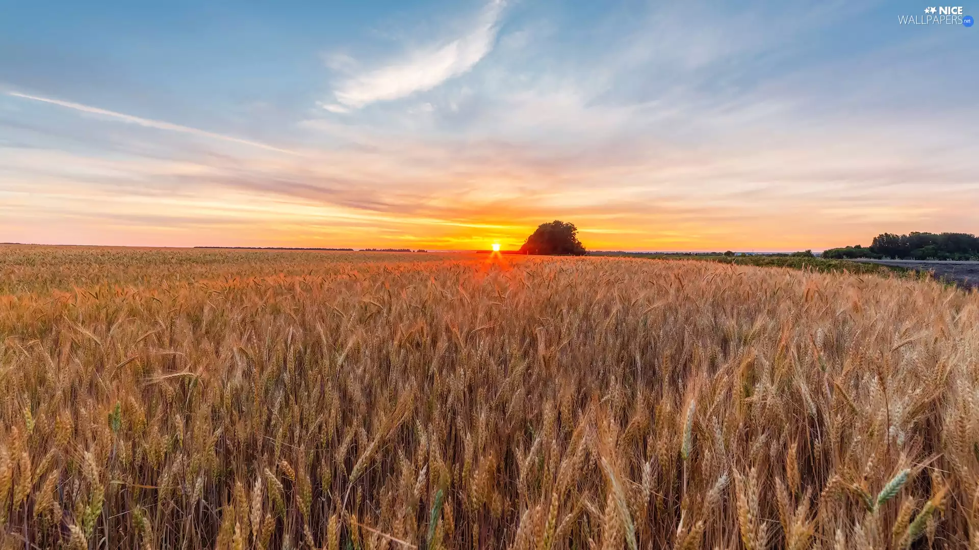 viewes, Sunrise, corn, trees, Field