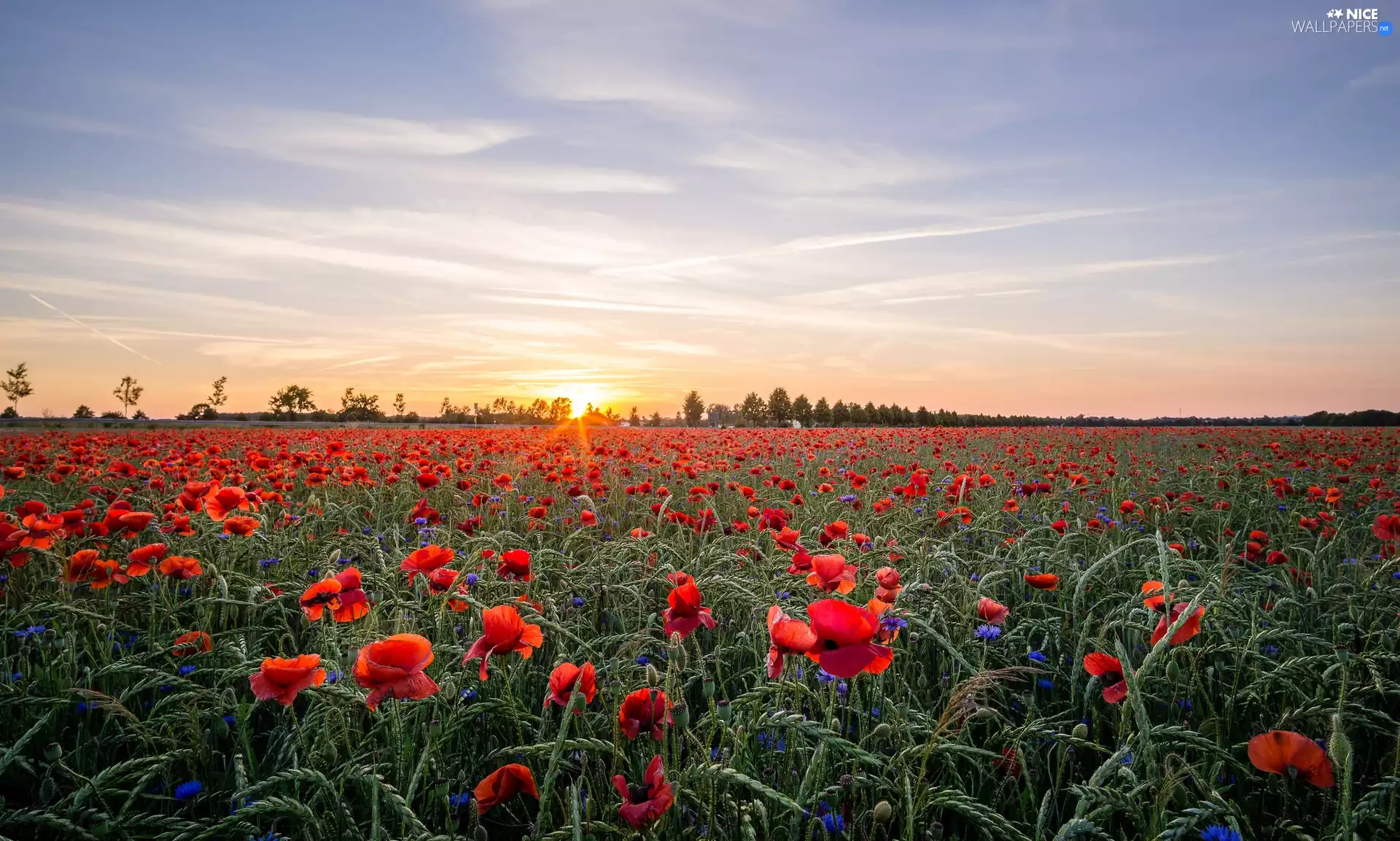 viewes, Sunrise, cornflowers, trees, papavers