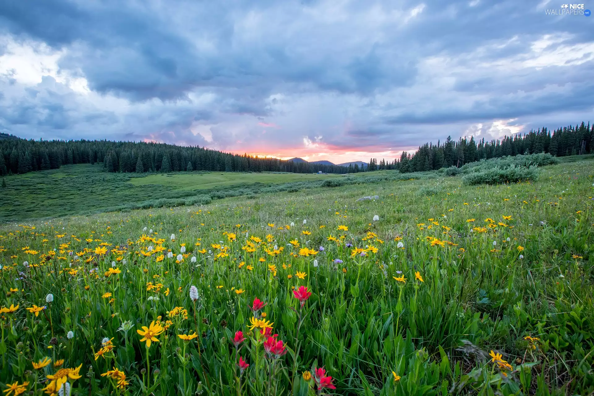 trees, Meadow, clouds, Sunrise, viewes, Flowers