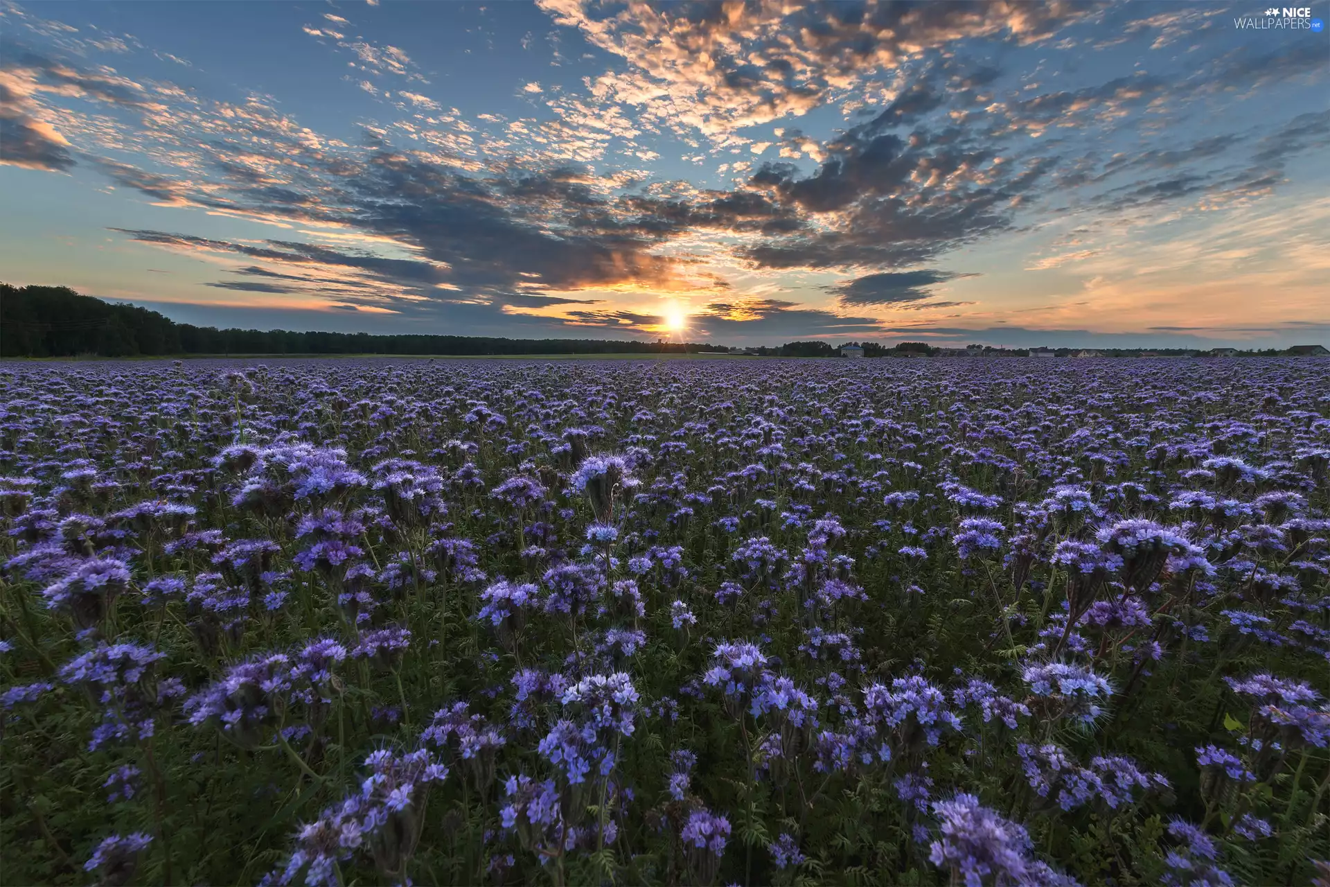 rays, Sunrise, Flowers, clouds, Meadow