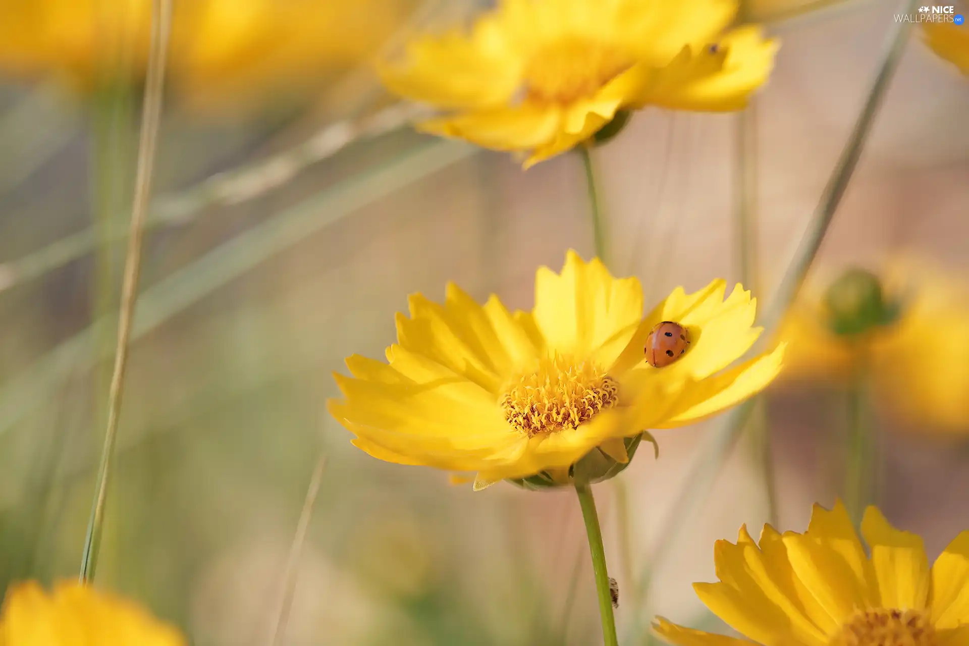 Early Sunrise, Flowers, ladybird, Yellow