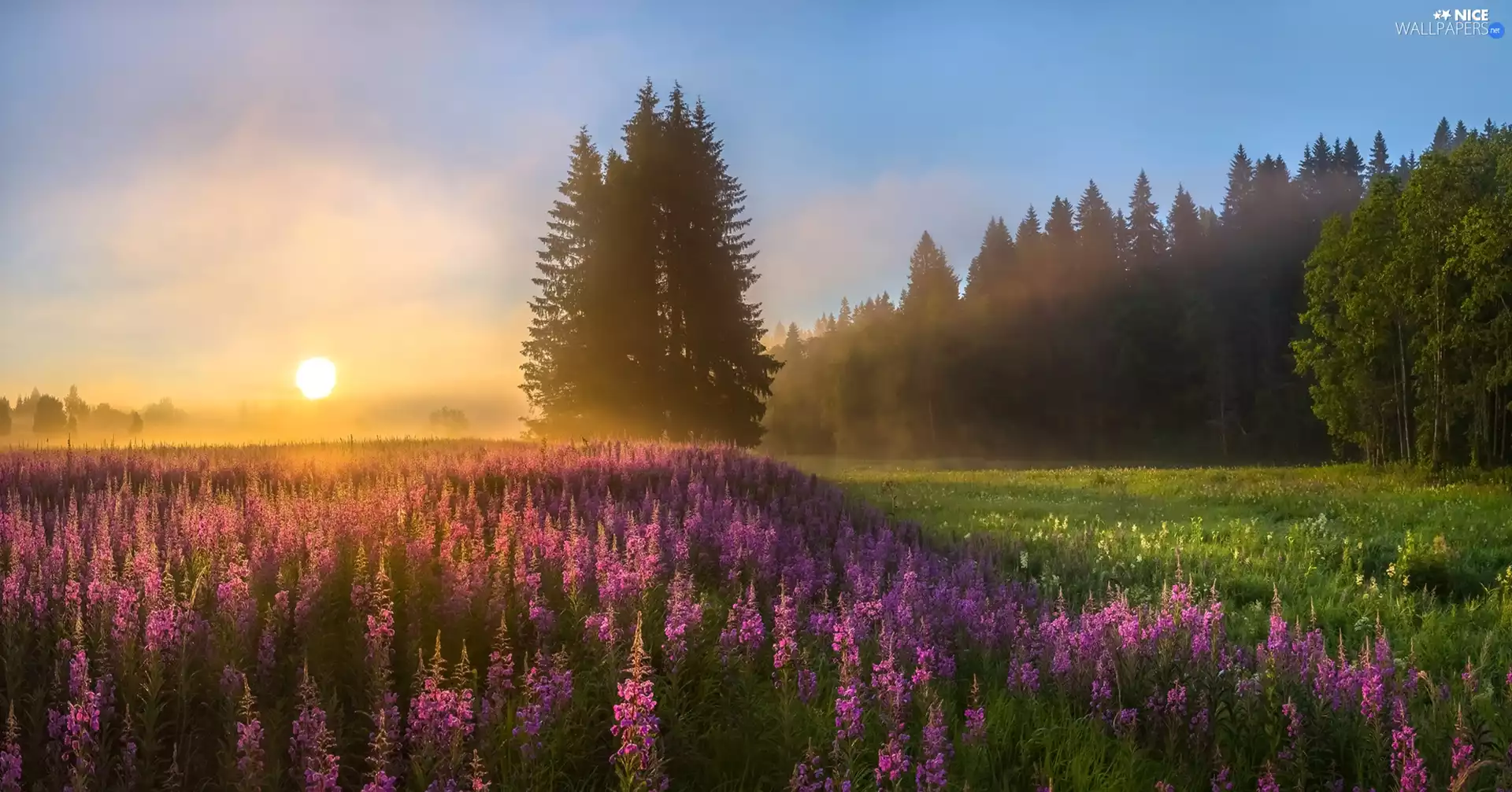 trees, Flowers, Fog, Lythrum Salicaria, Meadow, viewes, Sunrise