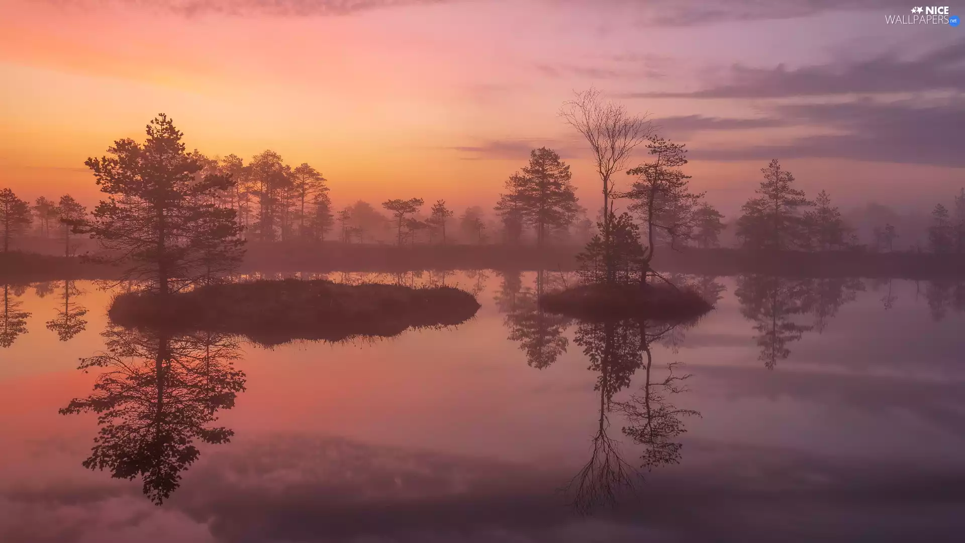 trees, lake, morning, Sunrise, viewes, Fog
