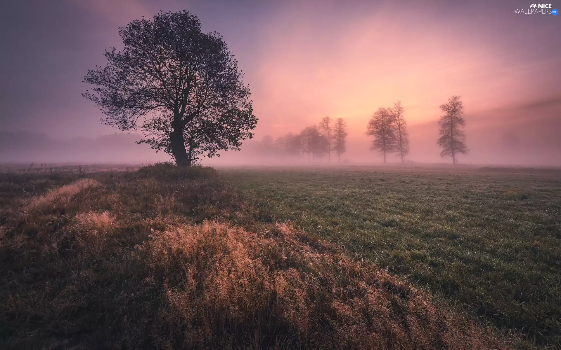 trees, Meadow, Fog, Sunrise, viewes, grass