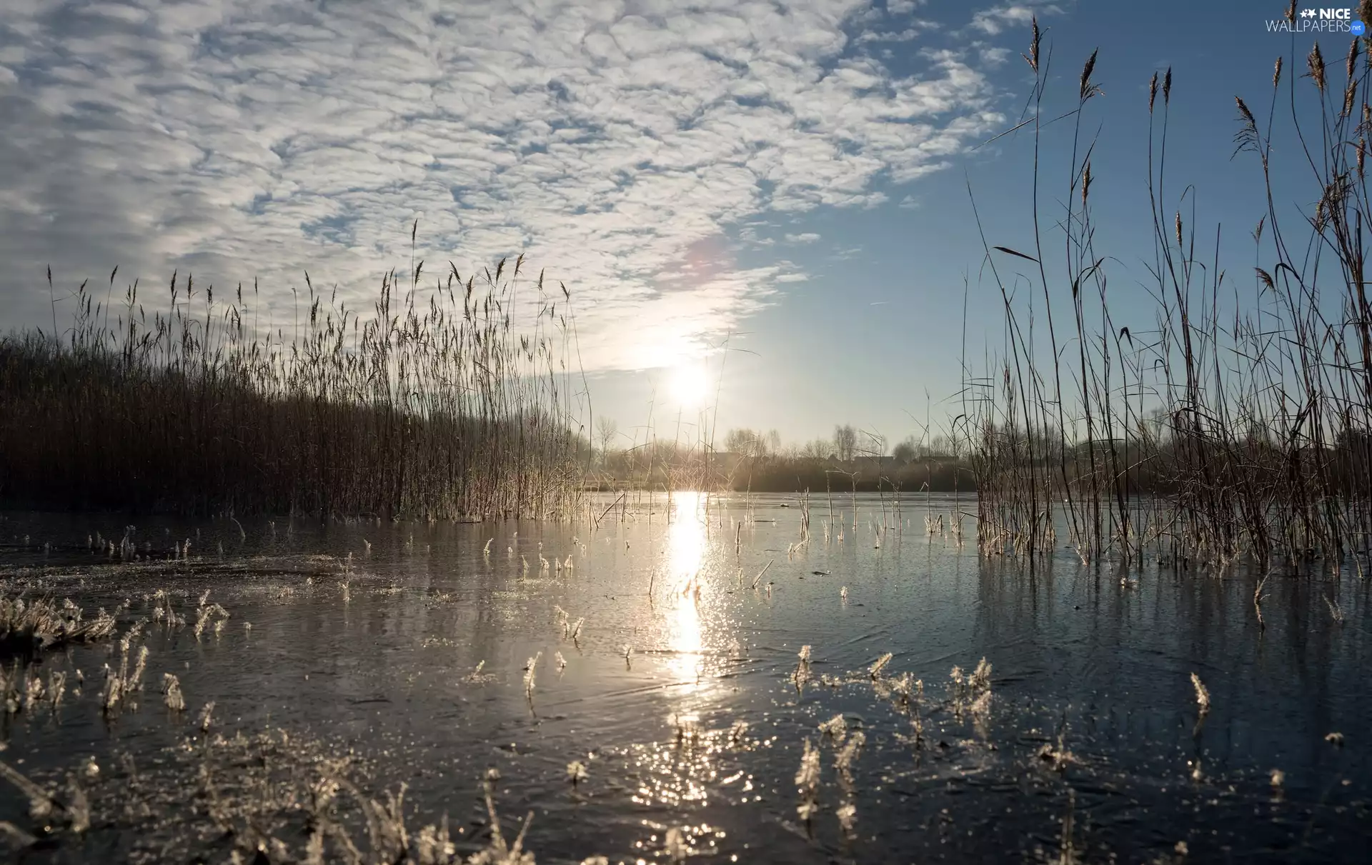 dawn, Sunrise, grass, cane, lake
