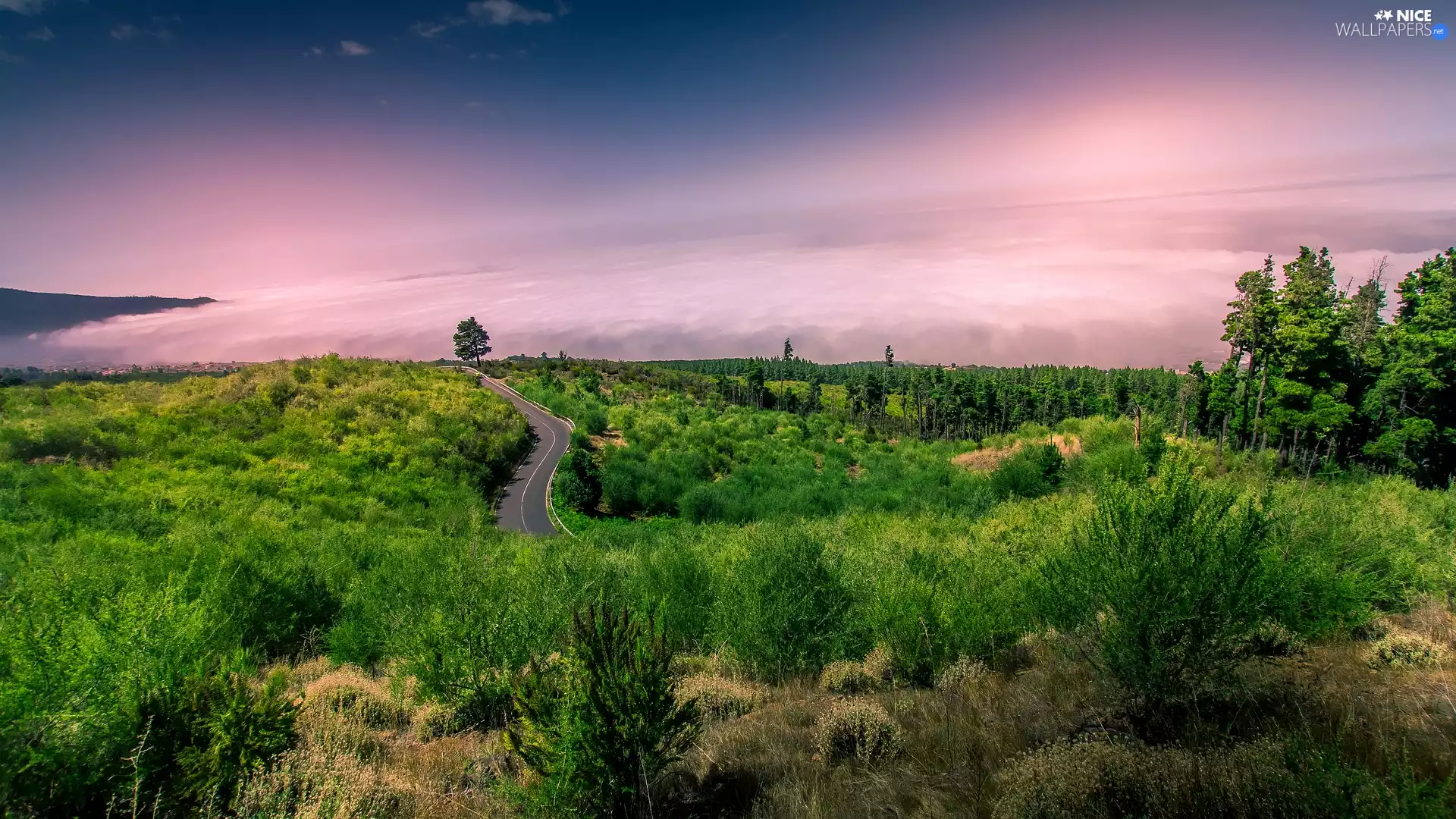 Fog, Sunrise, Green, VEGETATION, Way