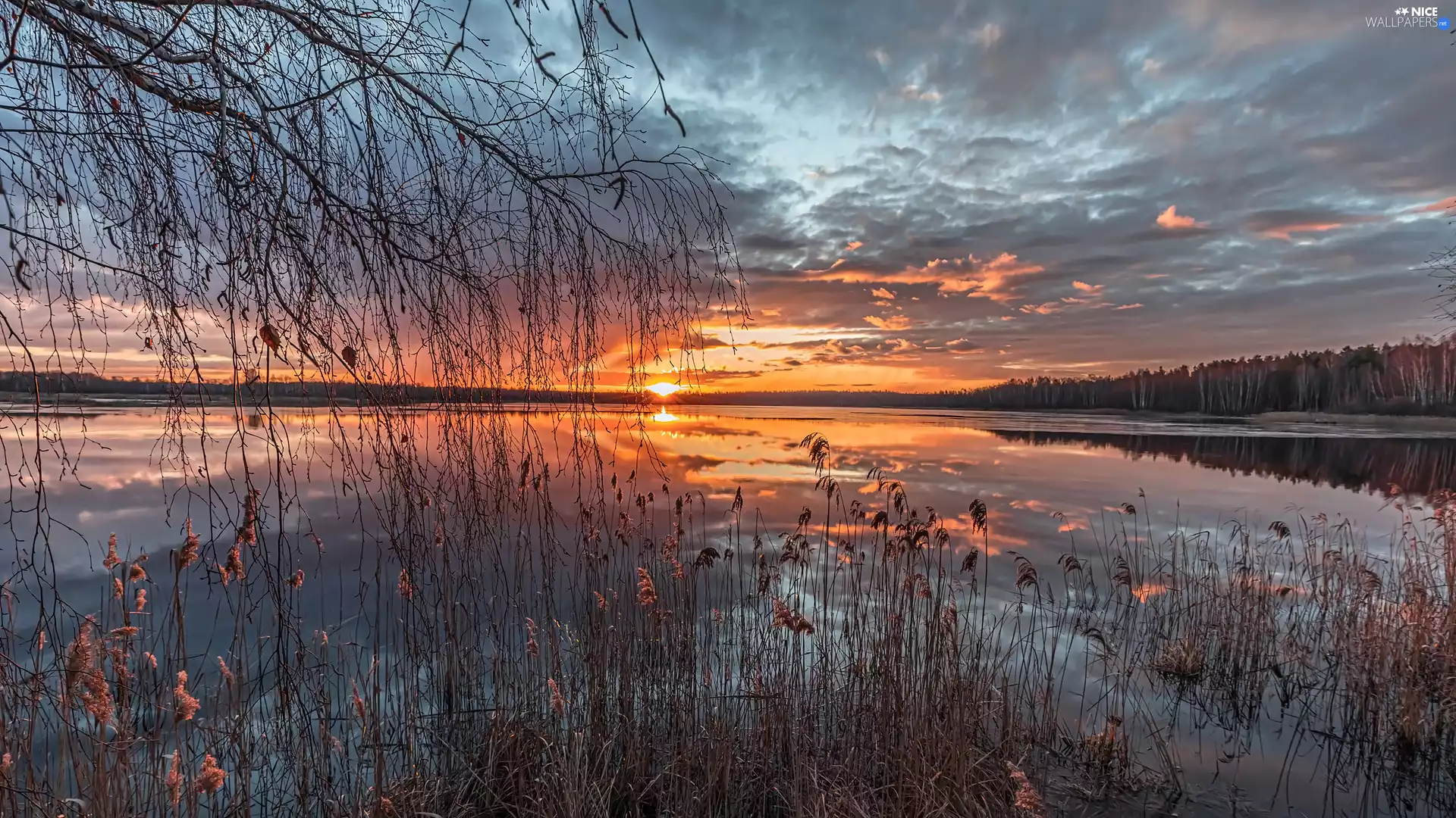 viewes, Sunrise, lake, trees, rushes
