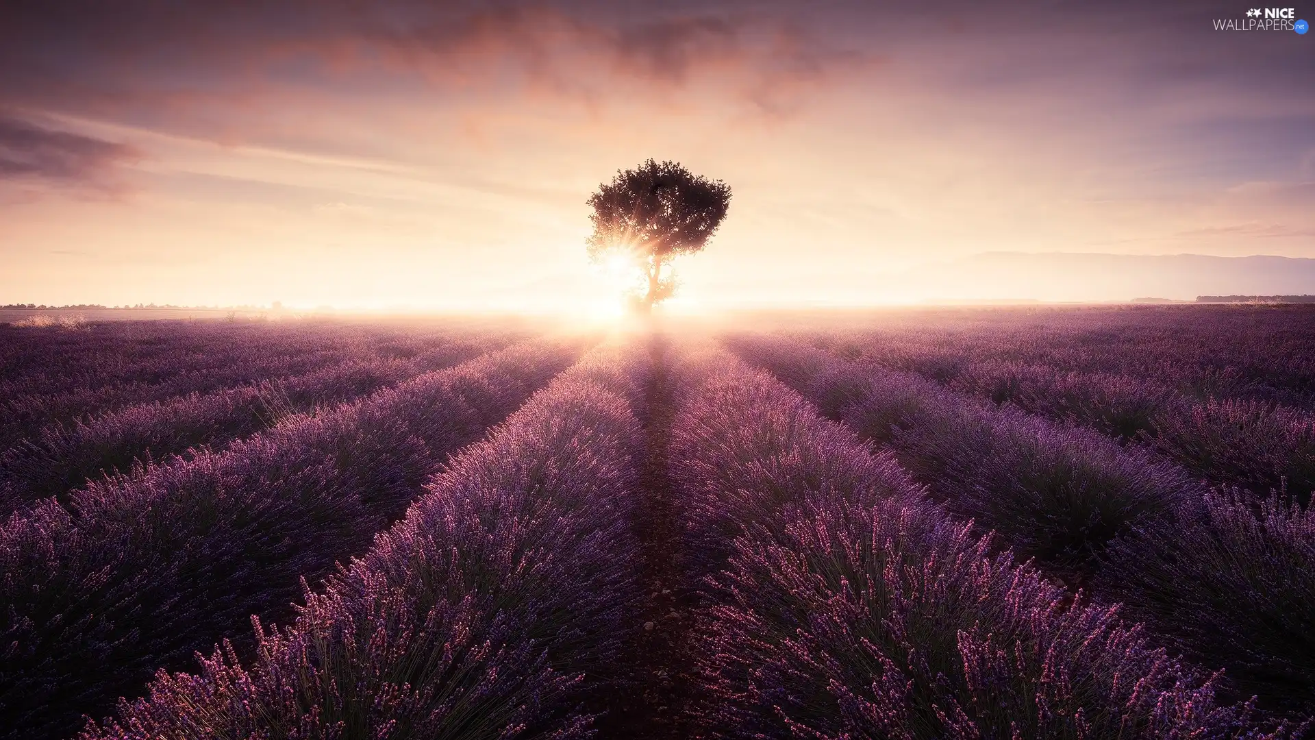 Fog, Sunrise, lavender, trees, Field