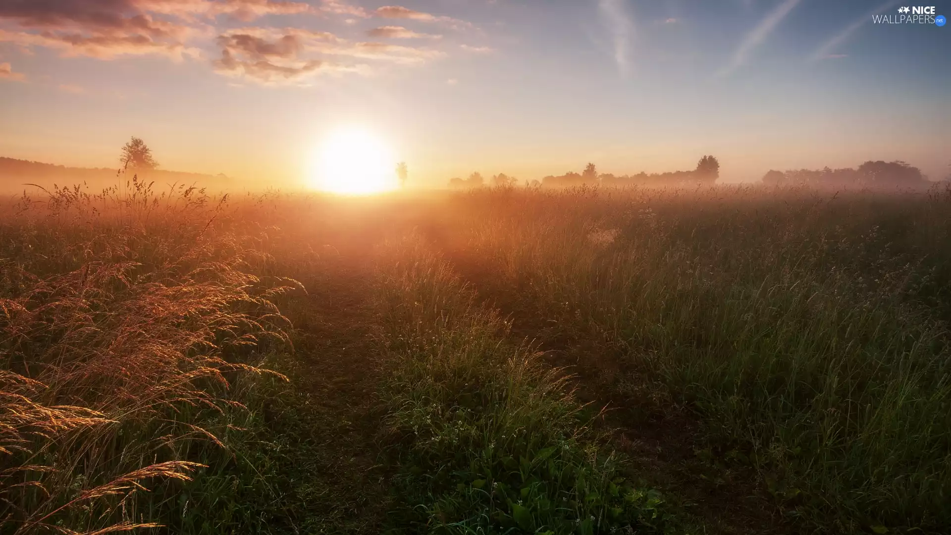 Meadow, grass, Way, Sunrise