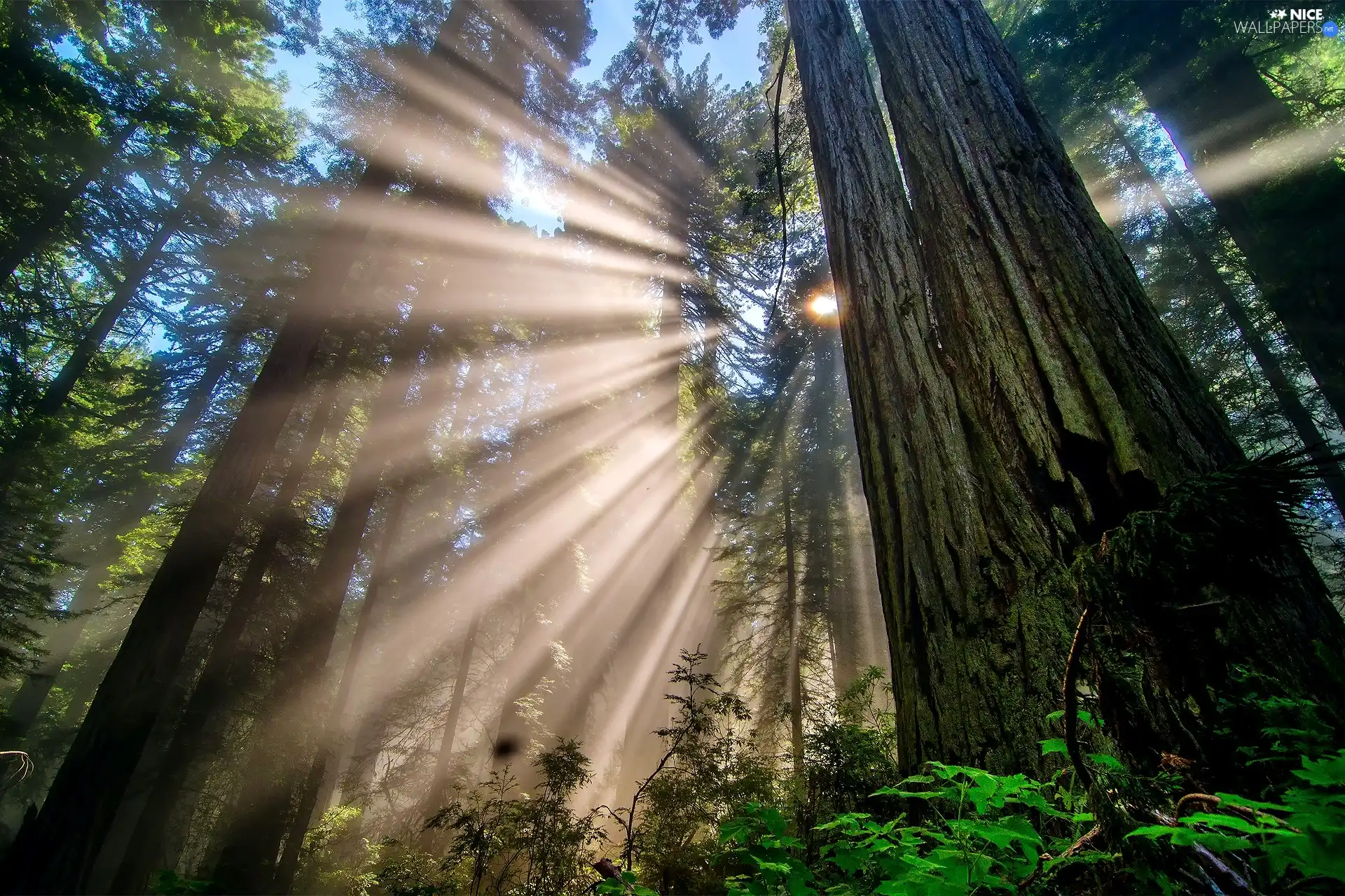 Sunrise, forest, morning