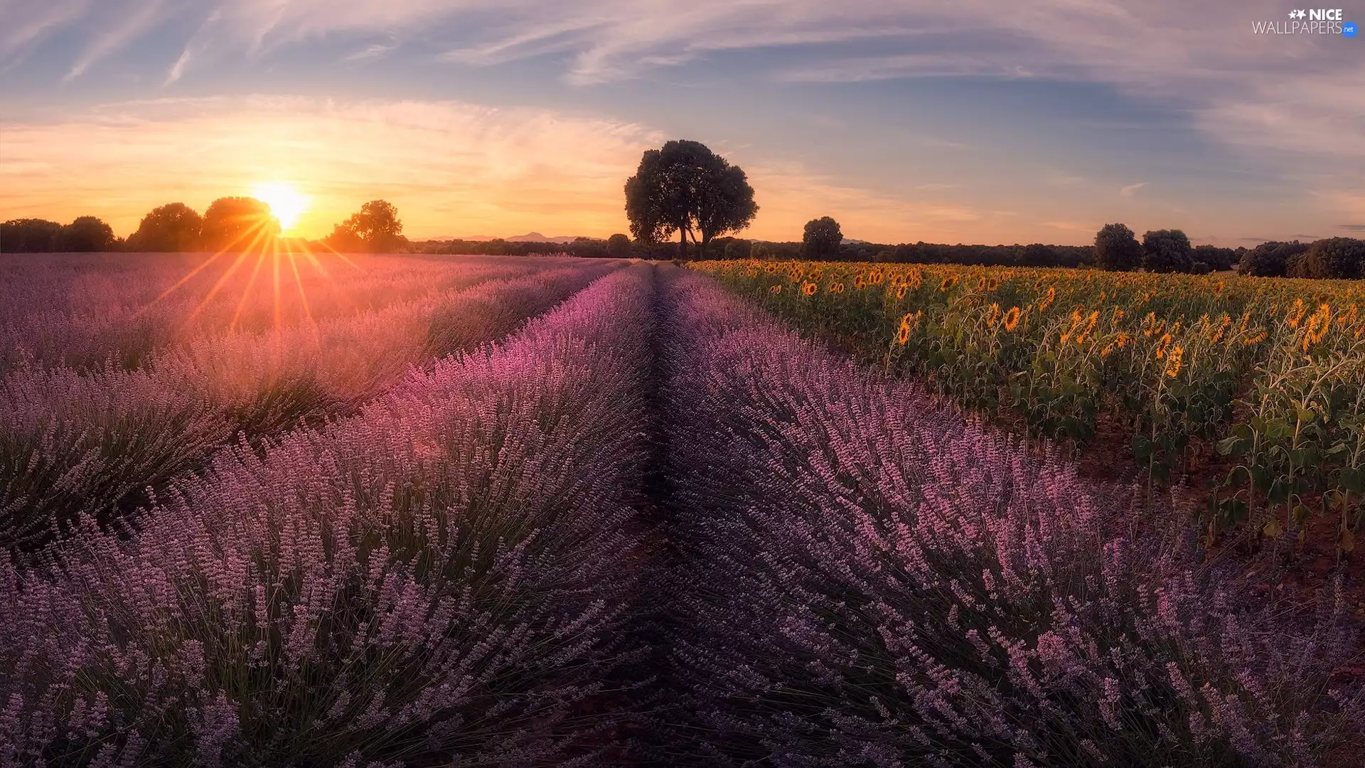 Sunrise, field, viewes, Nice sunflowers, trees, Narrow-Leaf Lavender