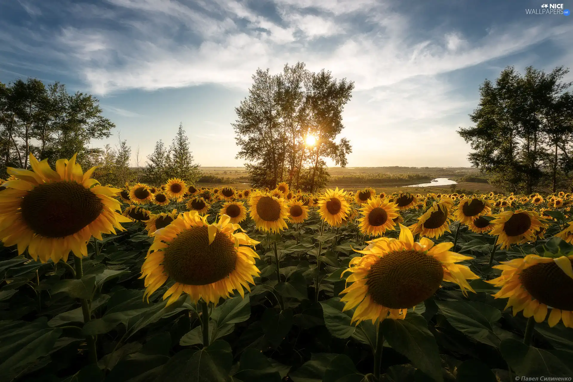 trees, Field, River, Sunrise, viewes, Nice sunflowers