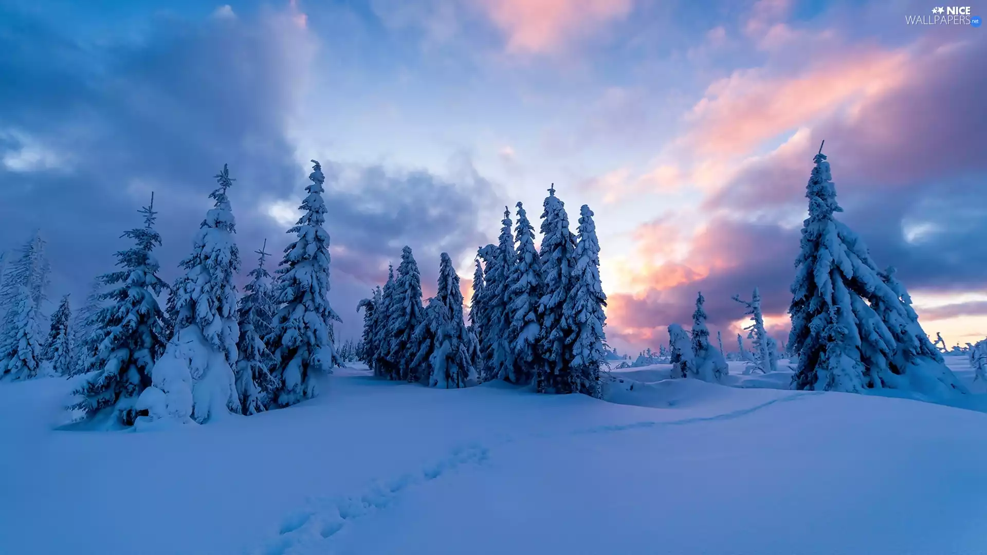 trees, winter, clouds, Sunrise, viewes, Snowy