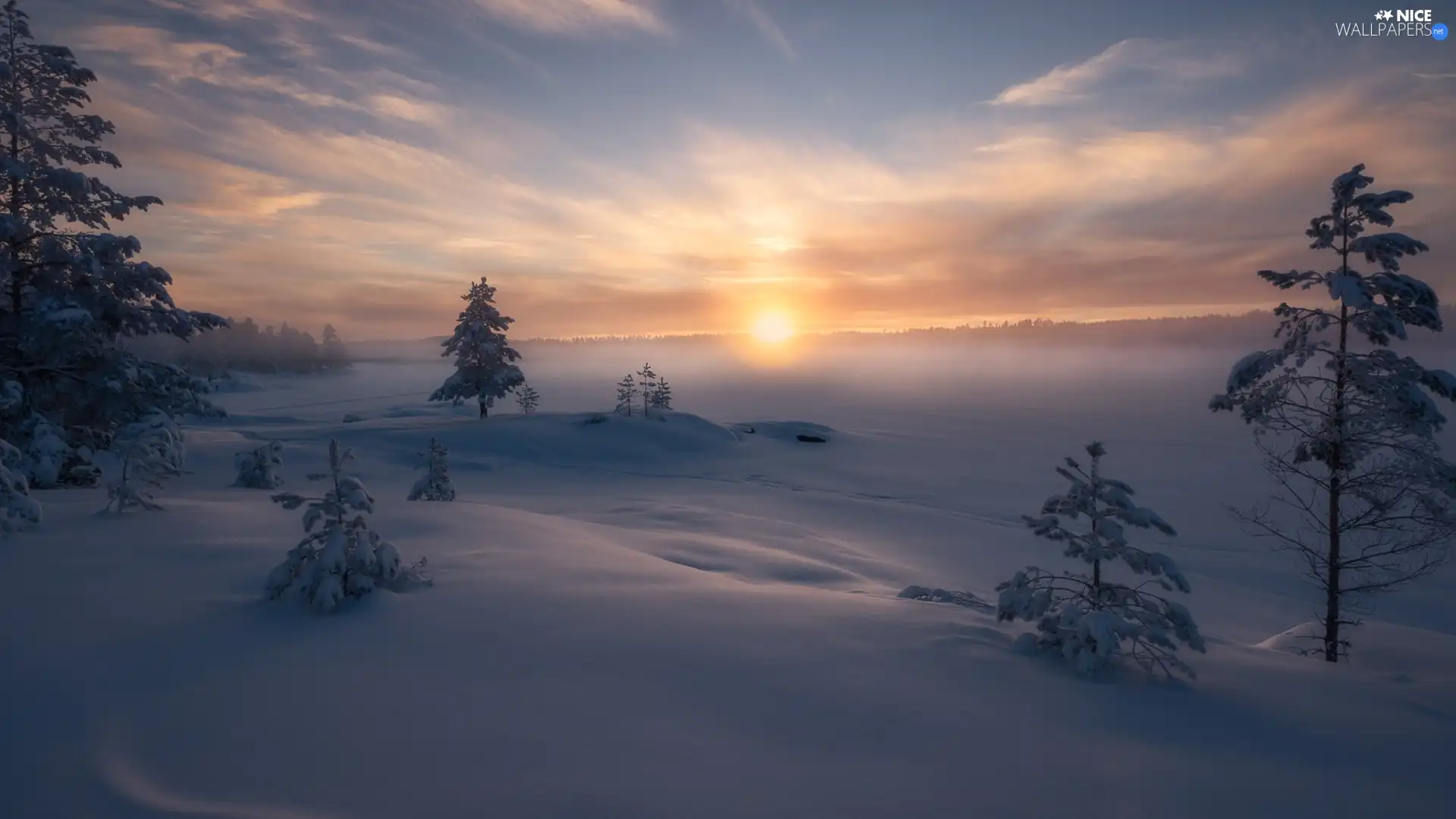 trees, winter, Fog, Sunrise, viewes, Snowy