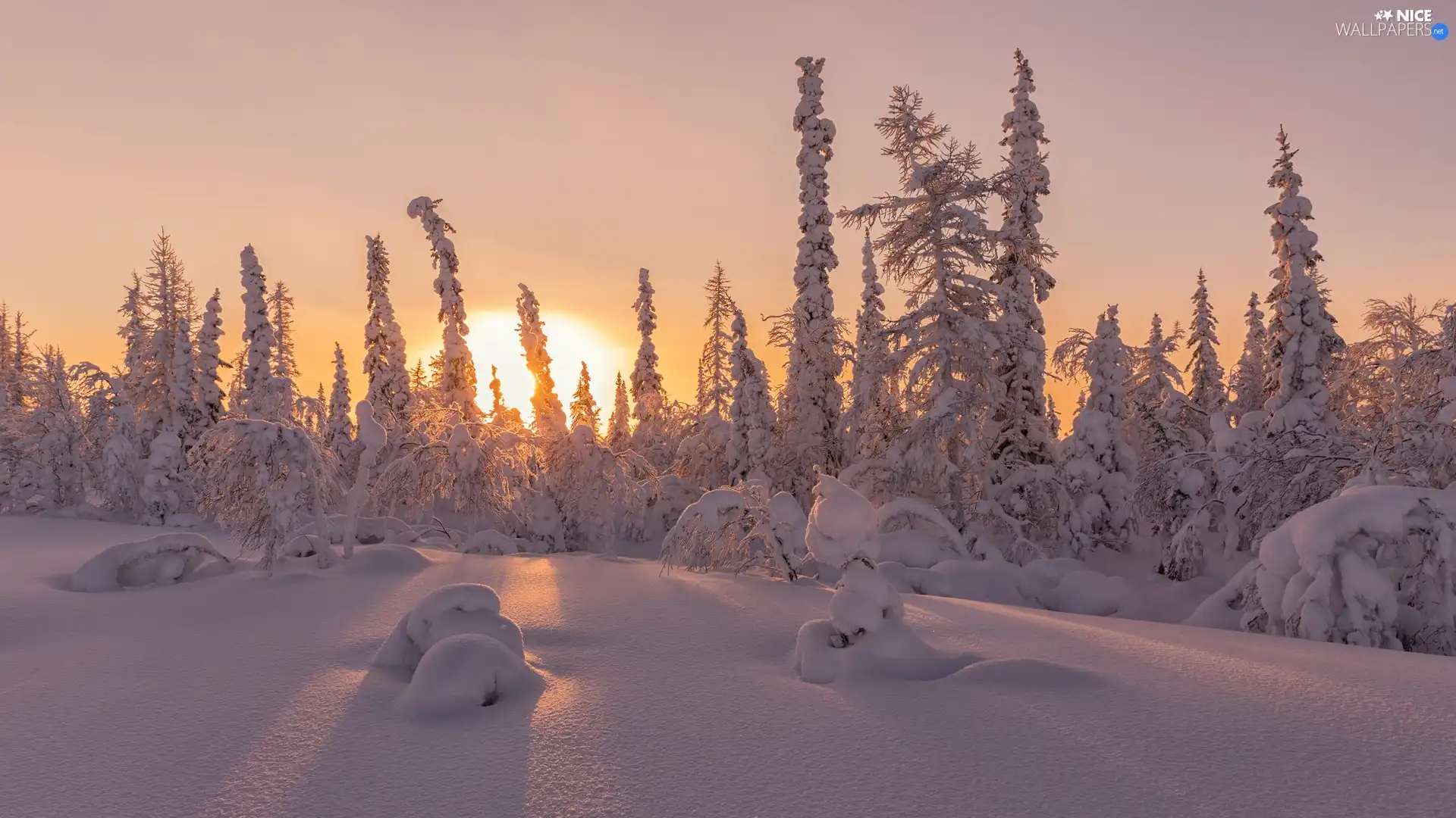trees, winter, Plants, Sunrise, viewes, Snowy