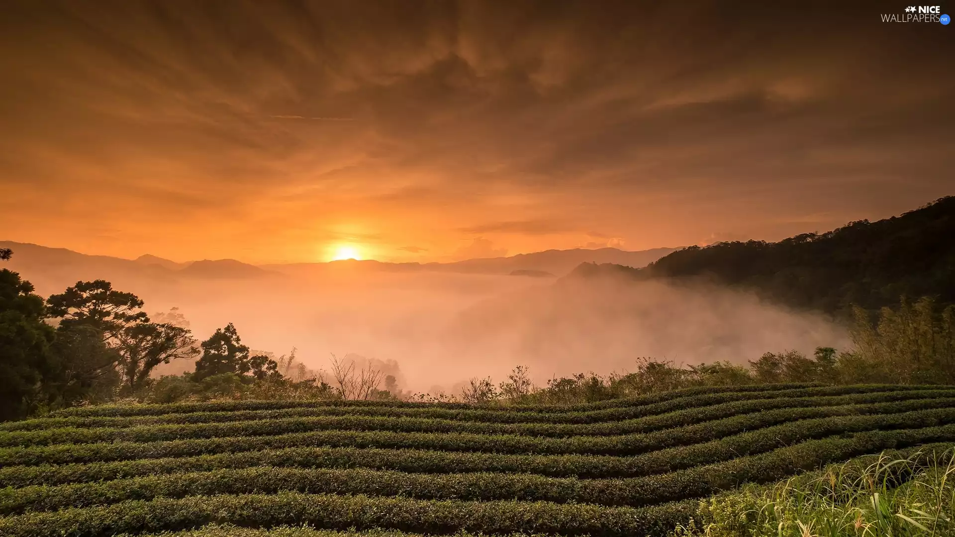 Taiwan, field, Fog, Sunrise