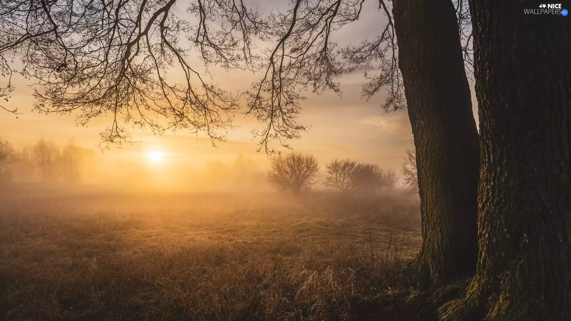 Fog, Sunrise, trees, viewes, Field