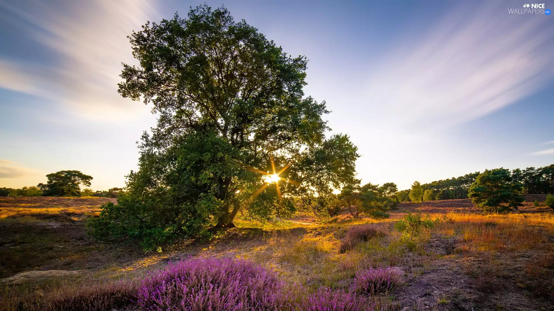trees, heath, heathers, Sunrise
