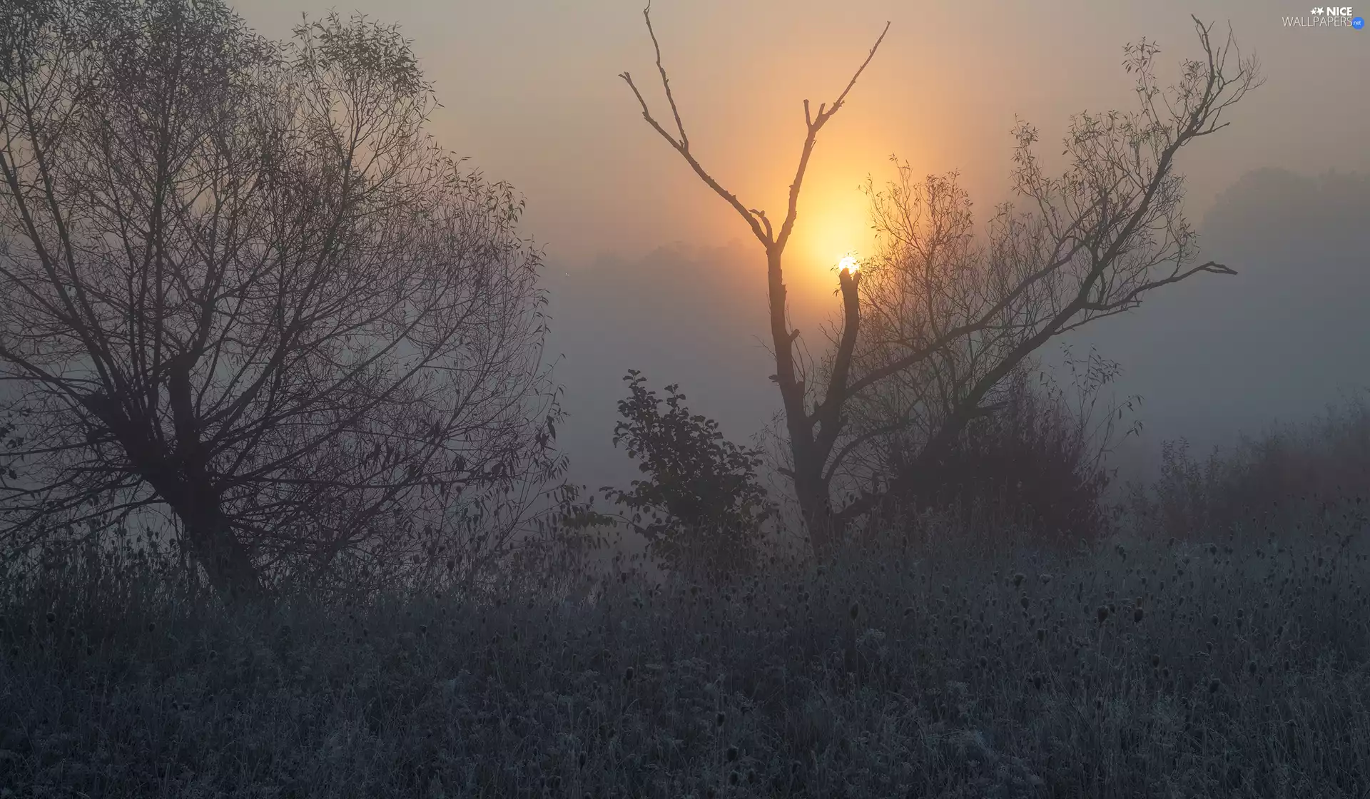 Fog, Sunrise, trees, viewes, Meadow