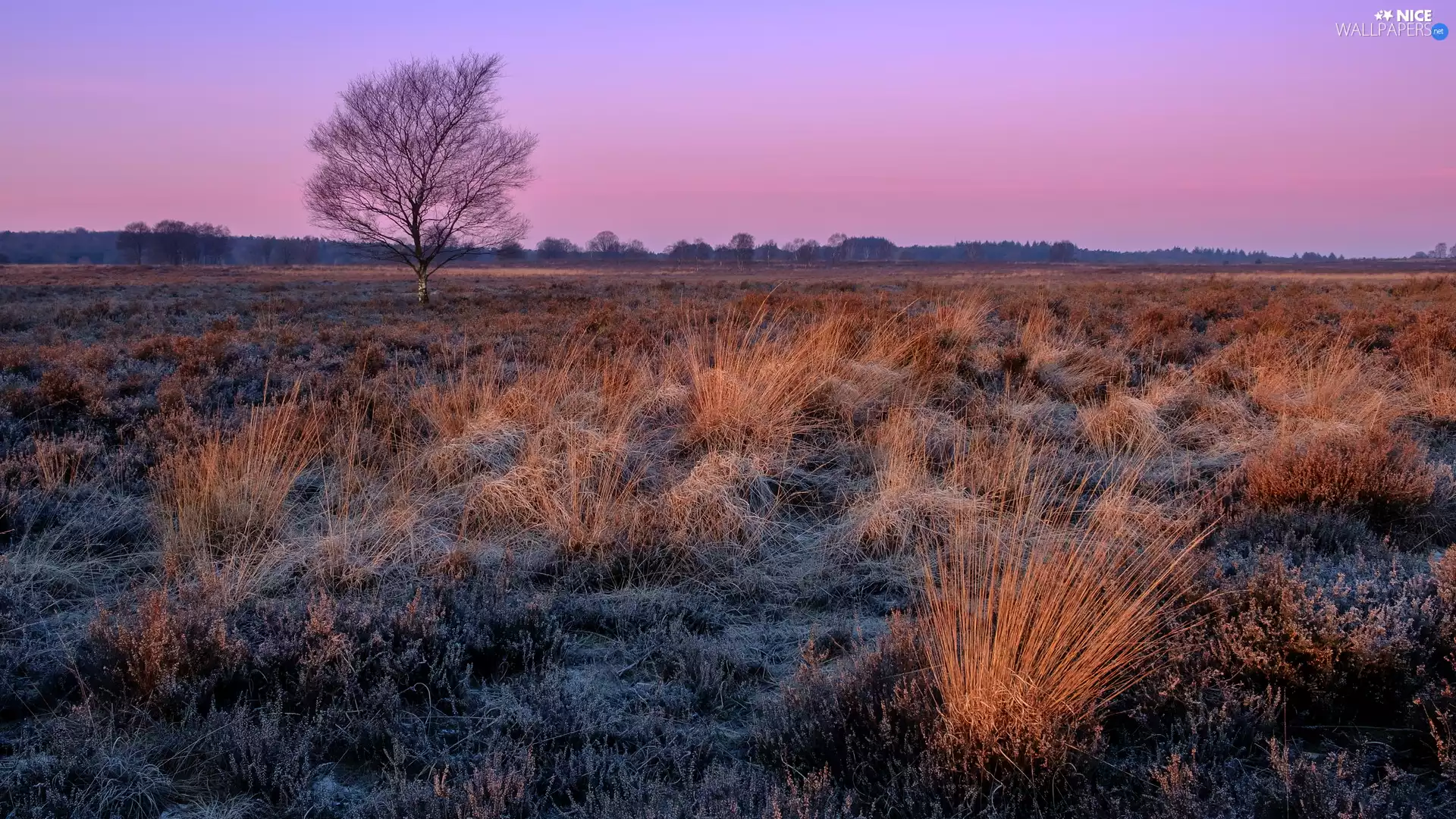 grass, medows, trees, Tufts, field, White frost, Sunrise