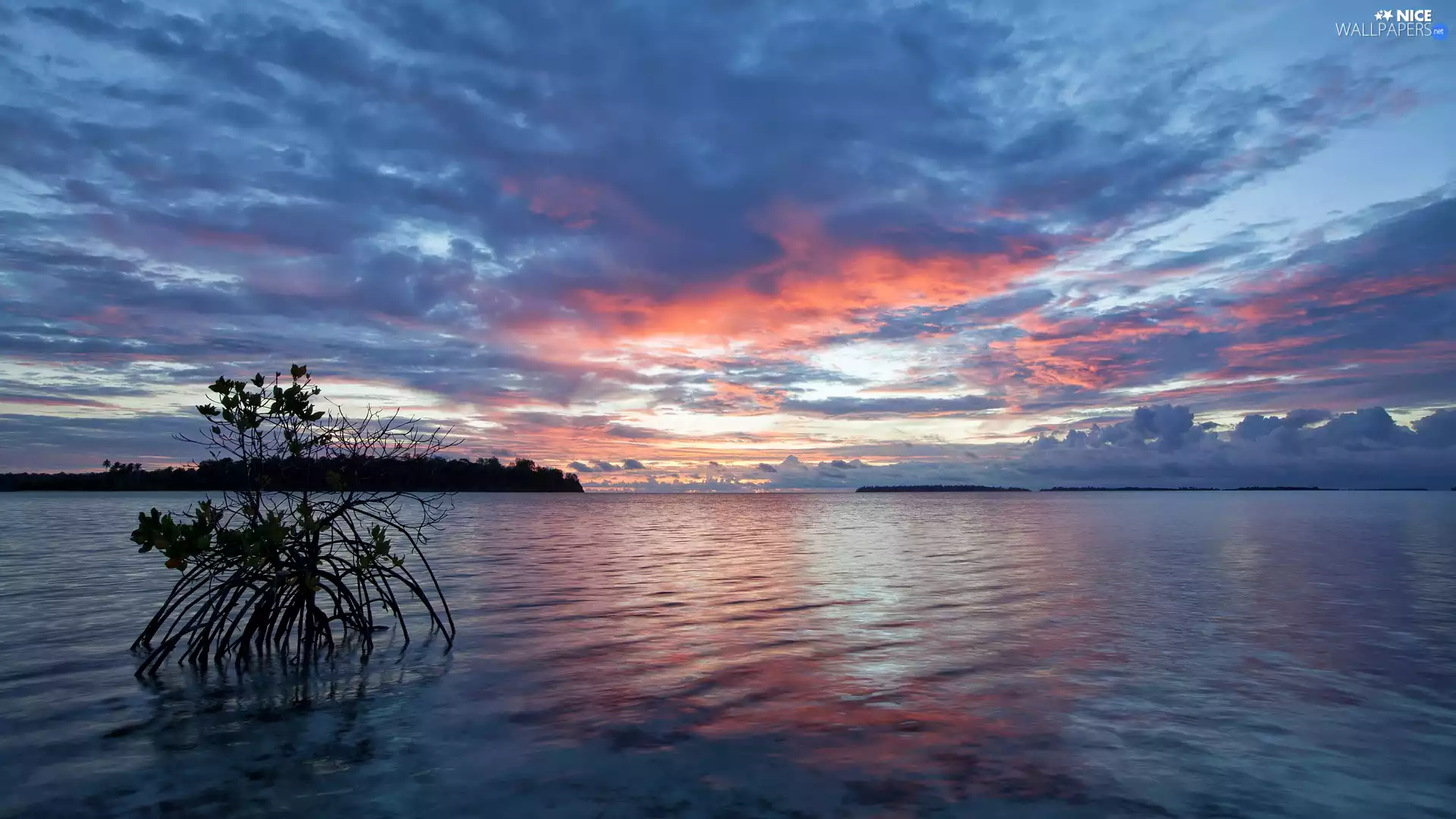 Bush, sea, Sky, Sunrise, clouds, trees