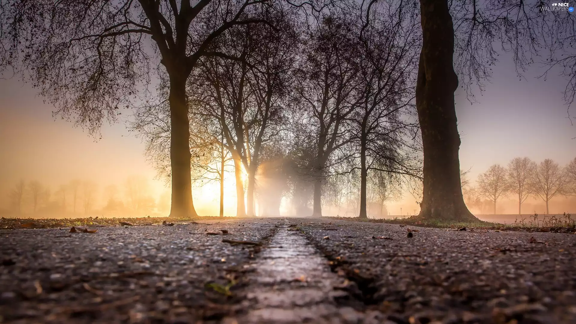 Fog, Sunrise, trees, viewes, Way