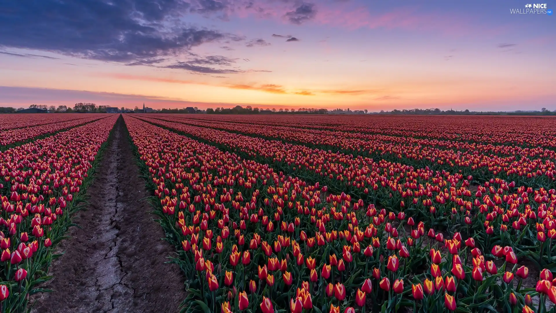 plantation, Field, viewes, Sunrise, trees, Tulips