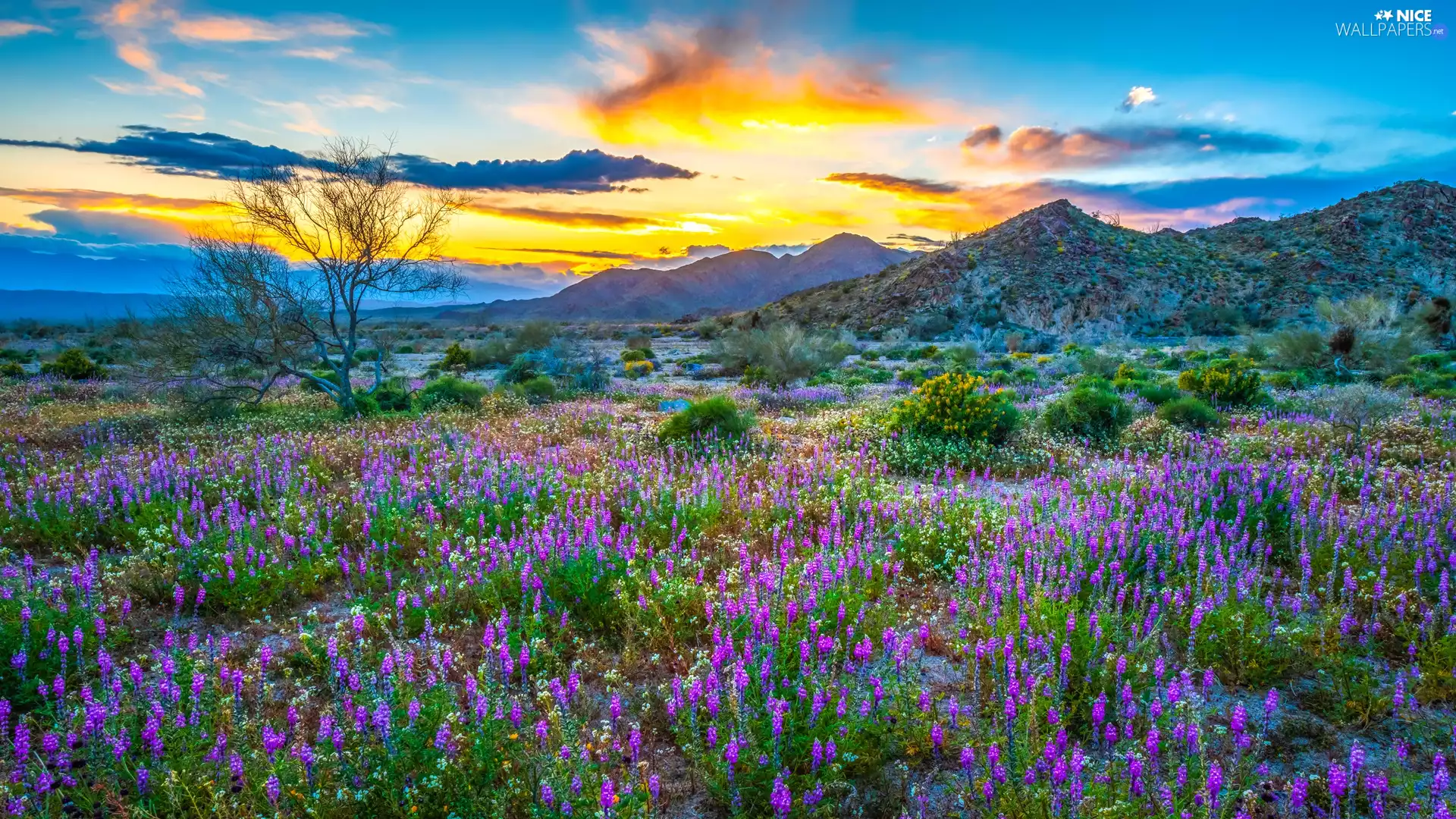 Flowers, Meadow, VEGETATION, purple, The Hills, trees, Sunrise