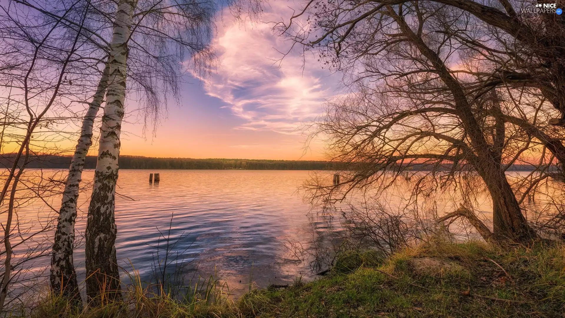birch, trees, clouds, Sunrise, lake, viewes