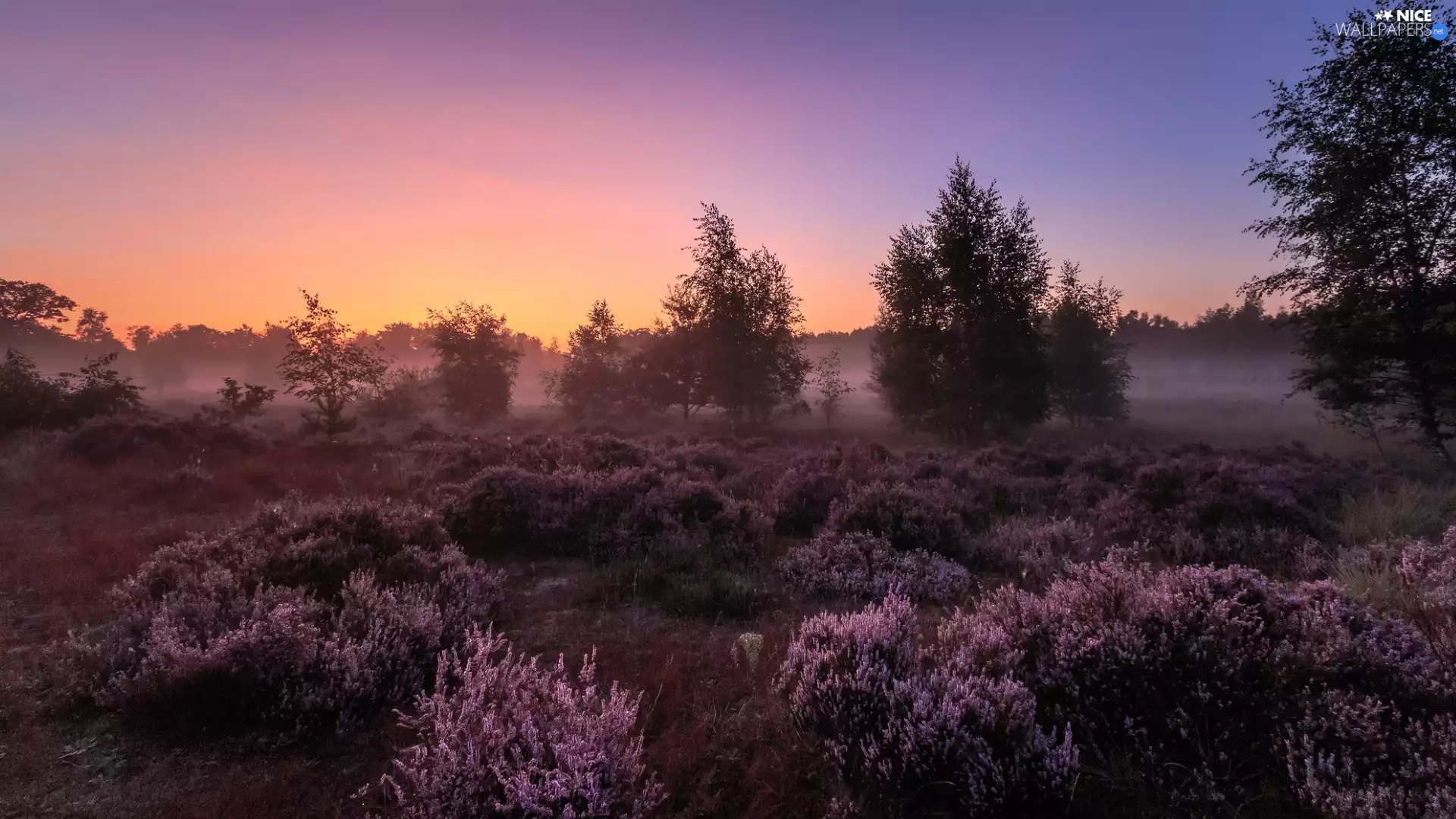heath, Sunrise, viewes, heathers, trees