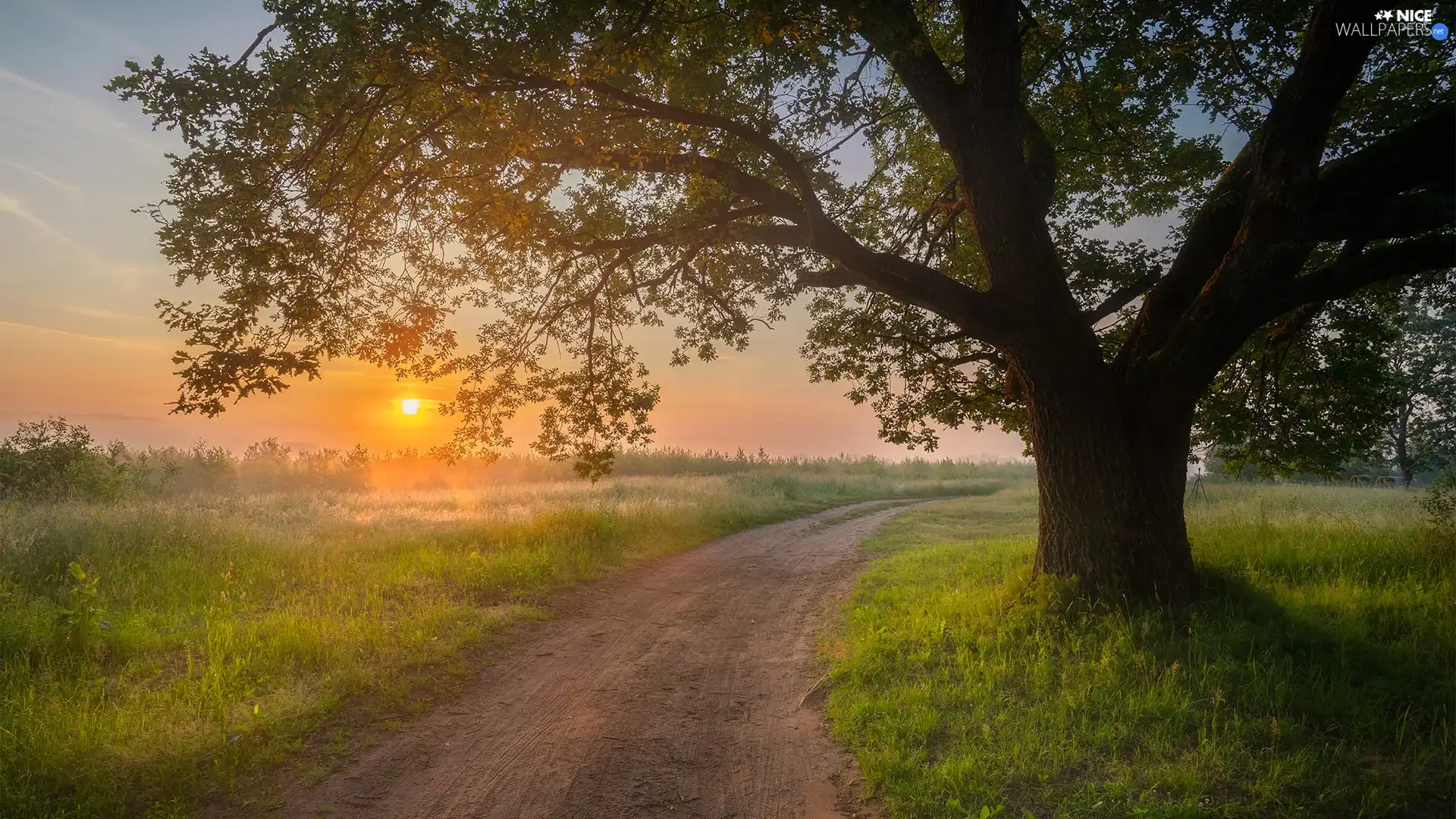 trees, Meadow, Fog, Sunrise, viewes, Way