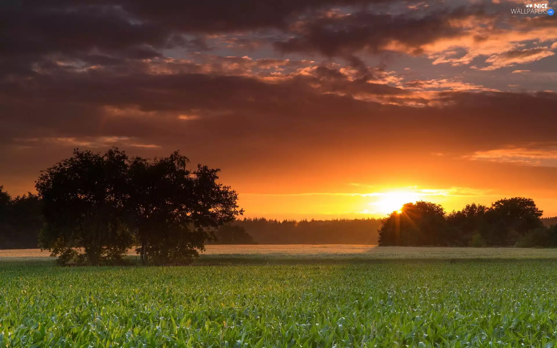 viewes, VEGETATION, Great Sunsets, trees, Field