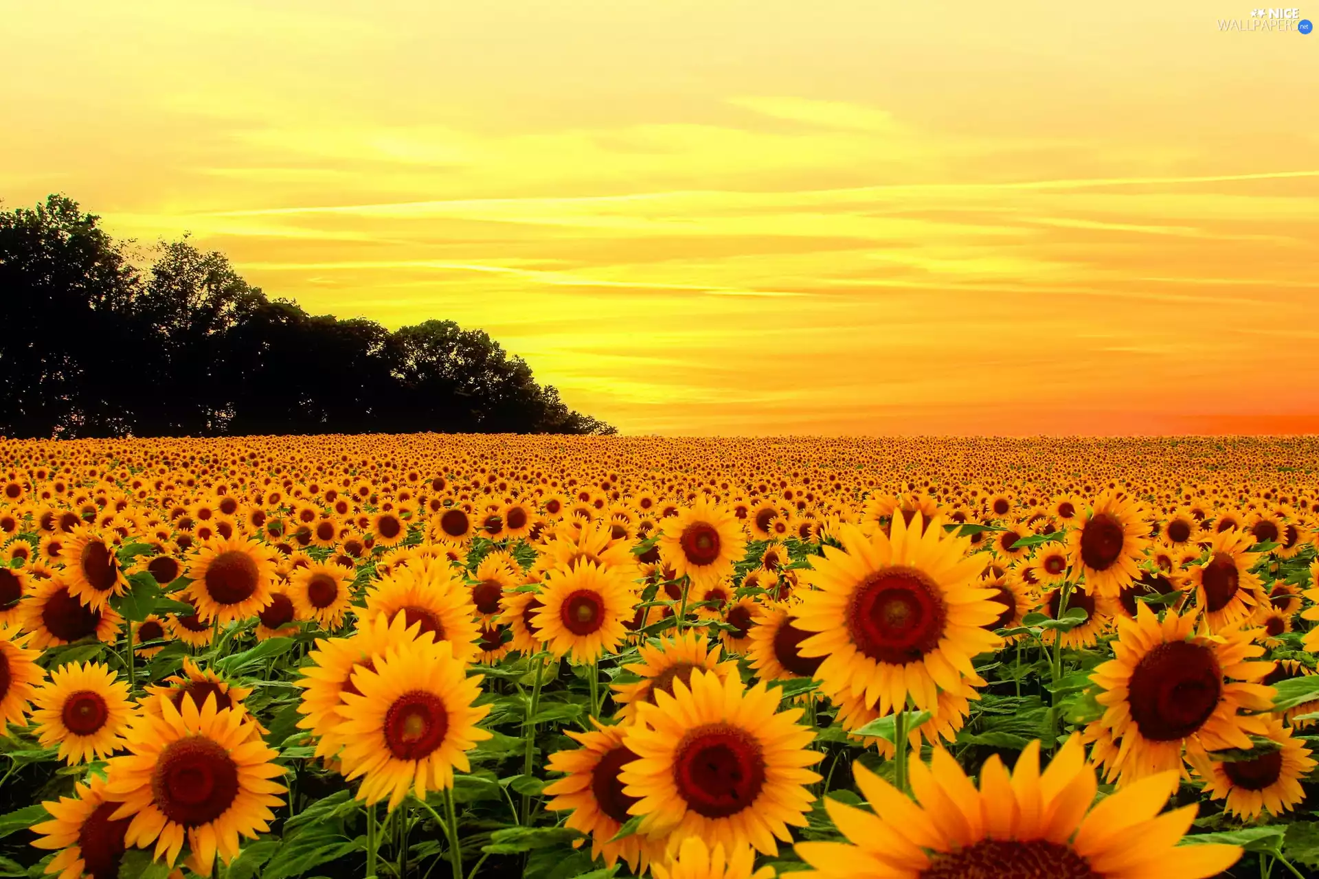 Nice sunflowers, Great Sunsets, summer, Flowers