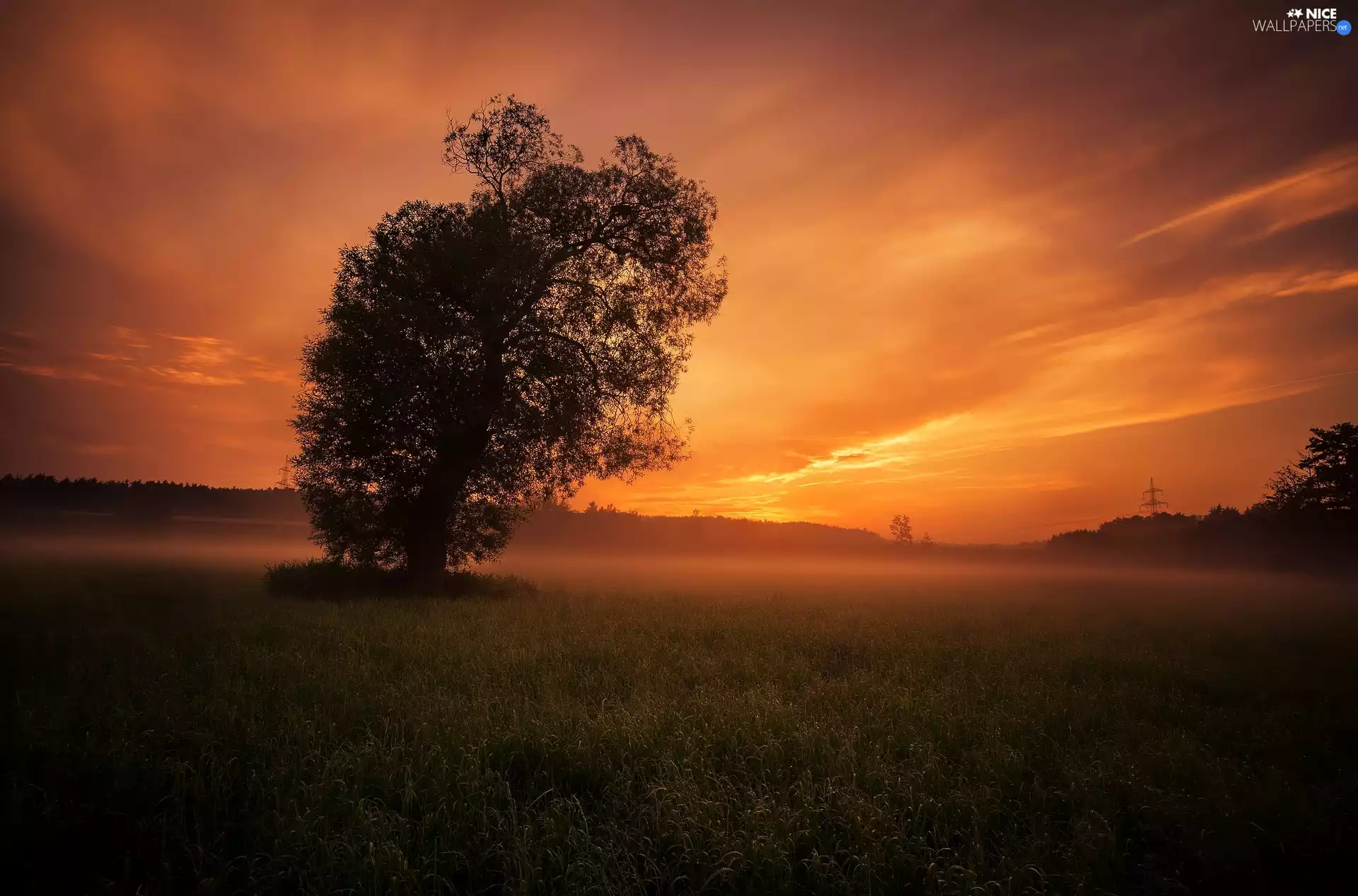Fog, trees, Great Sunsets