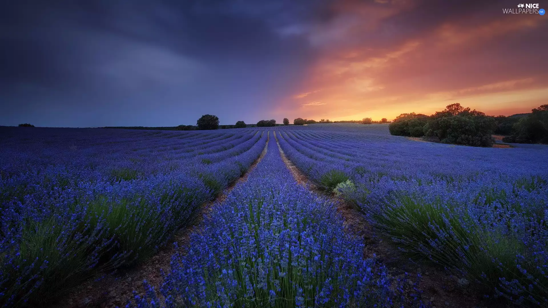 trees, Field, Great Sunsets, evening, viewes, lavender