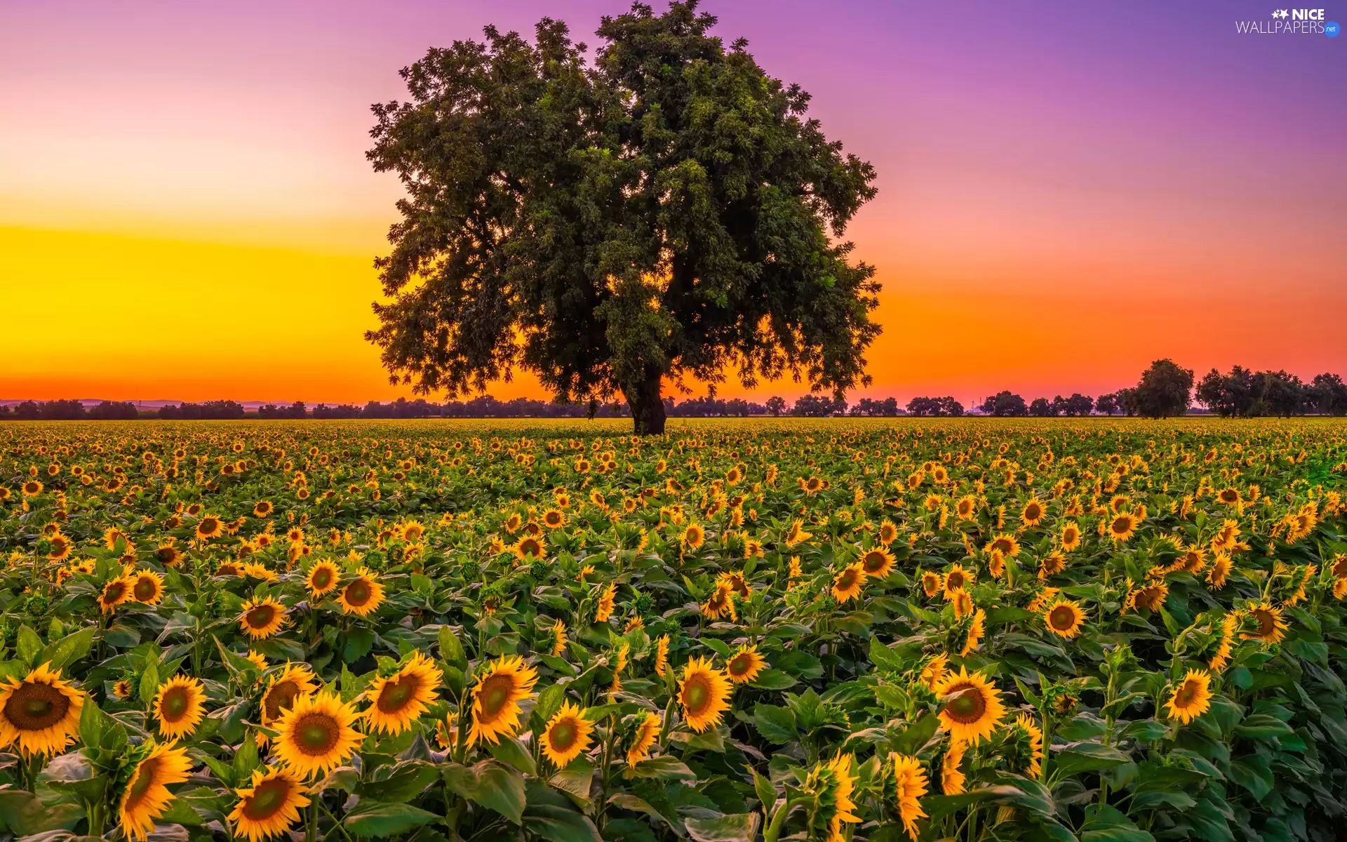 viewes, Field, Great Sunsets, trees, Nice sunflowers