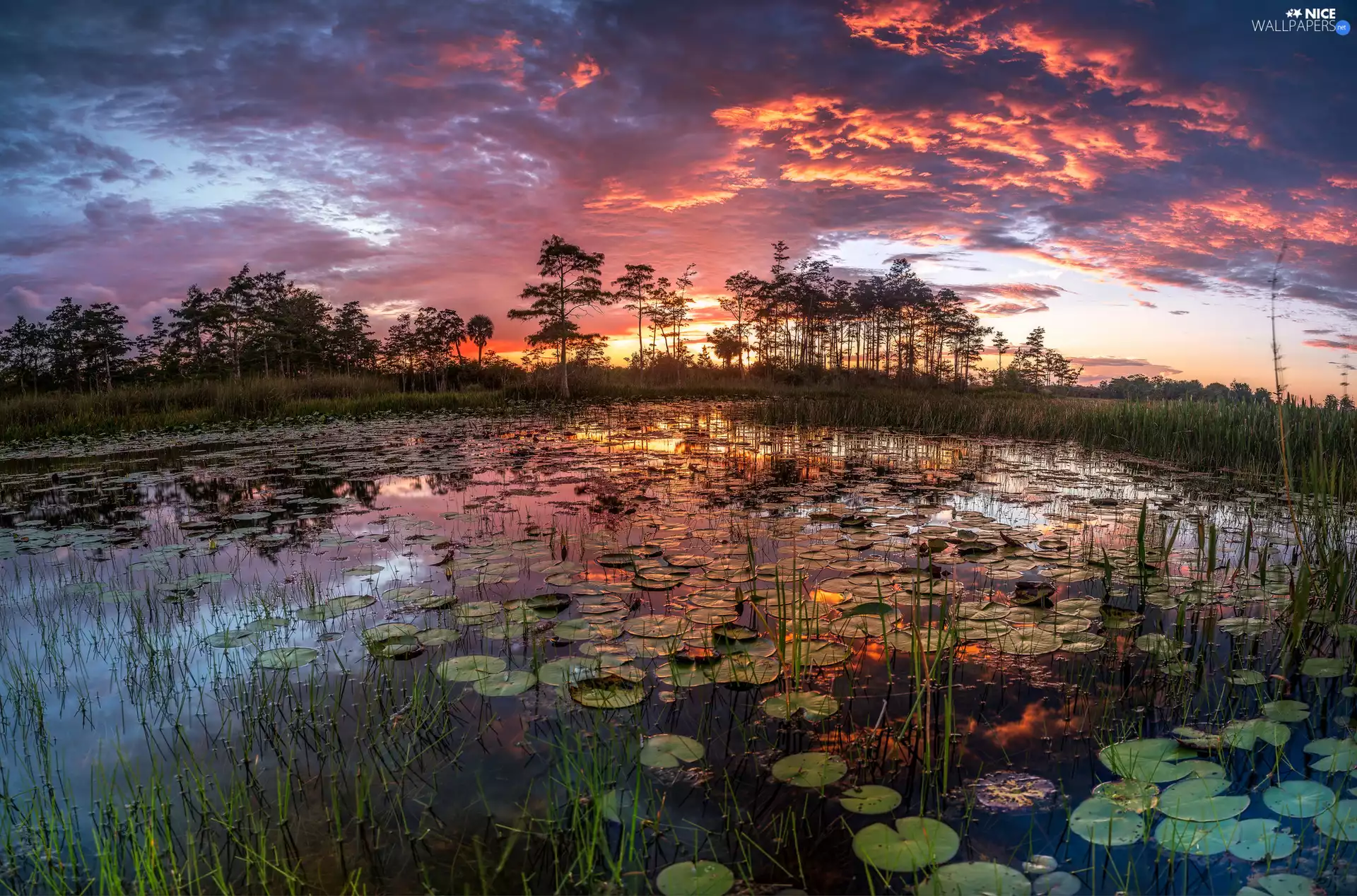 viewes, lake, Great Sunsets, clouds, Leaf, trees