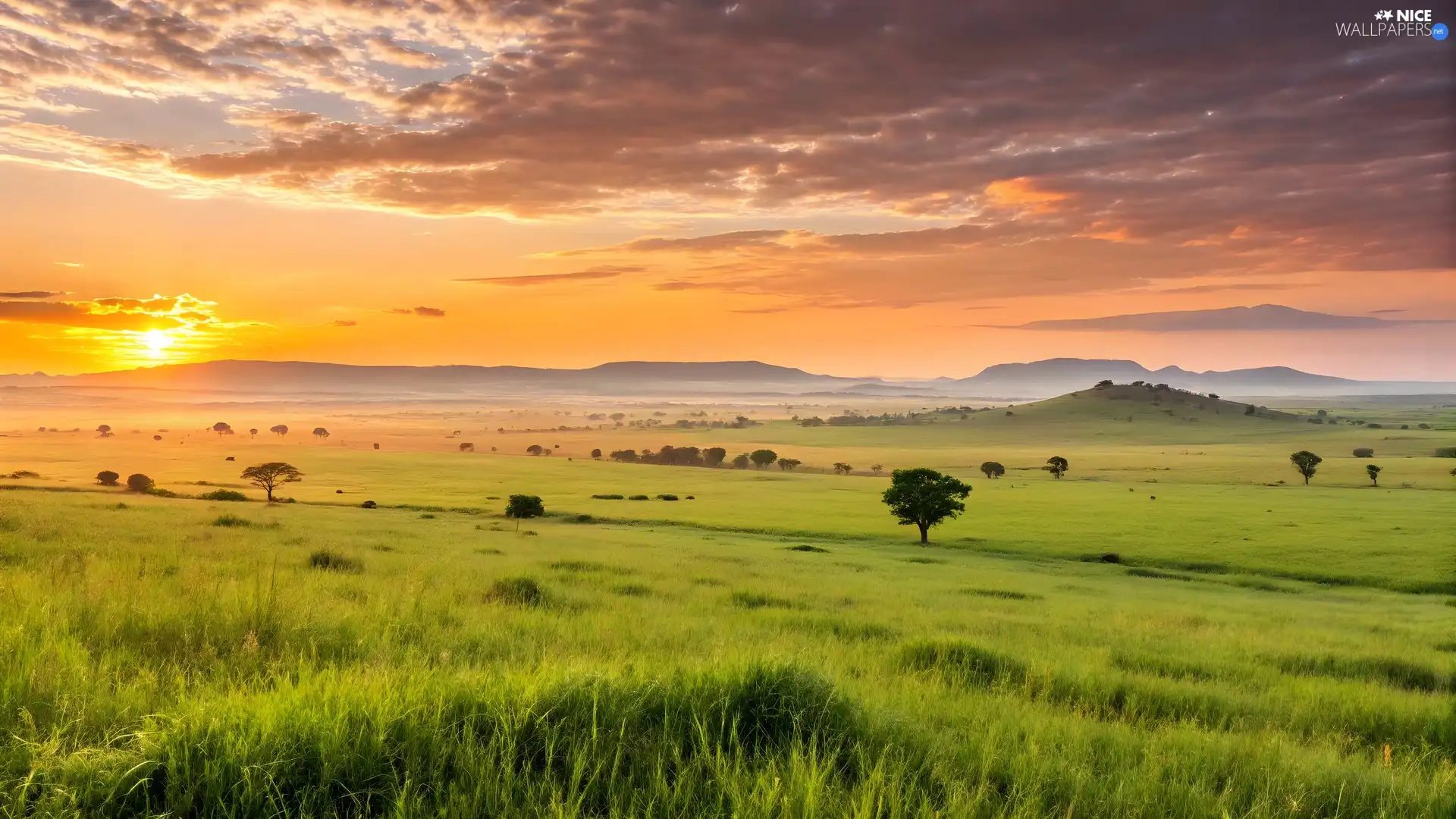 trees, Meadow, Great Sunsets, clouds, viewes, grass