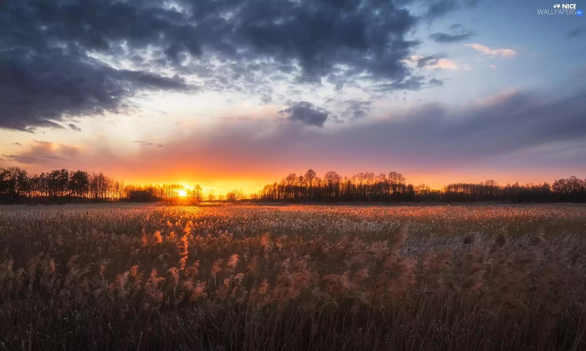 trees, medows, Great Sunsets, clouds, viewes, grass