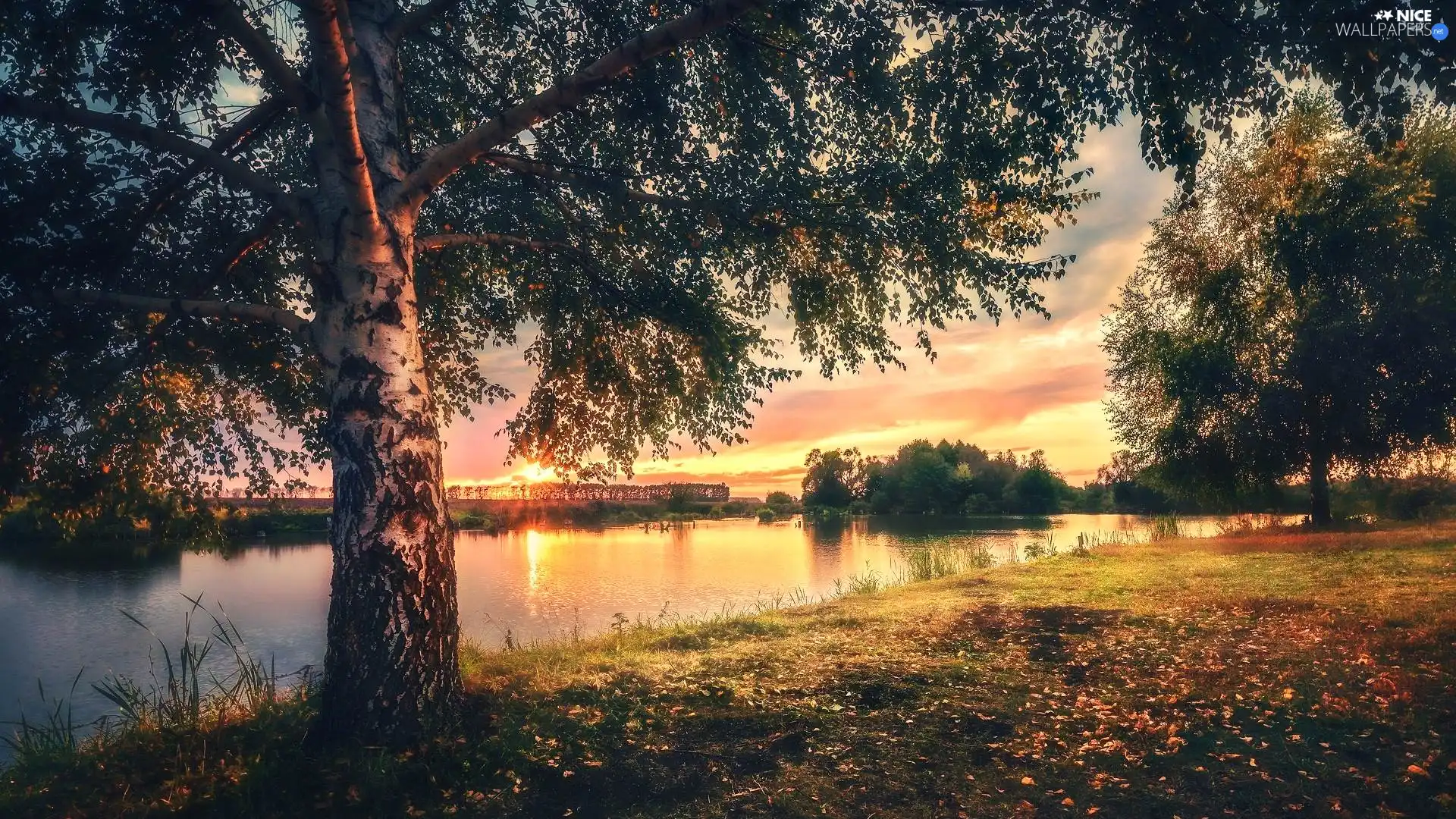 birch-tree, Great Sunsets, trees, viewes, River