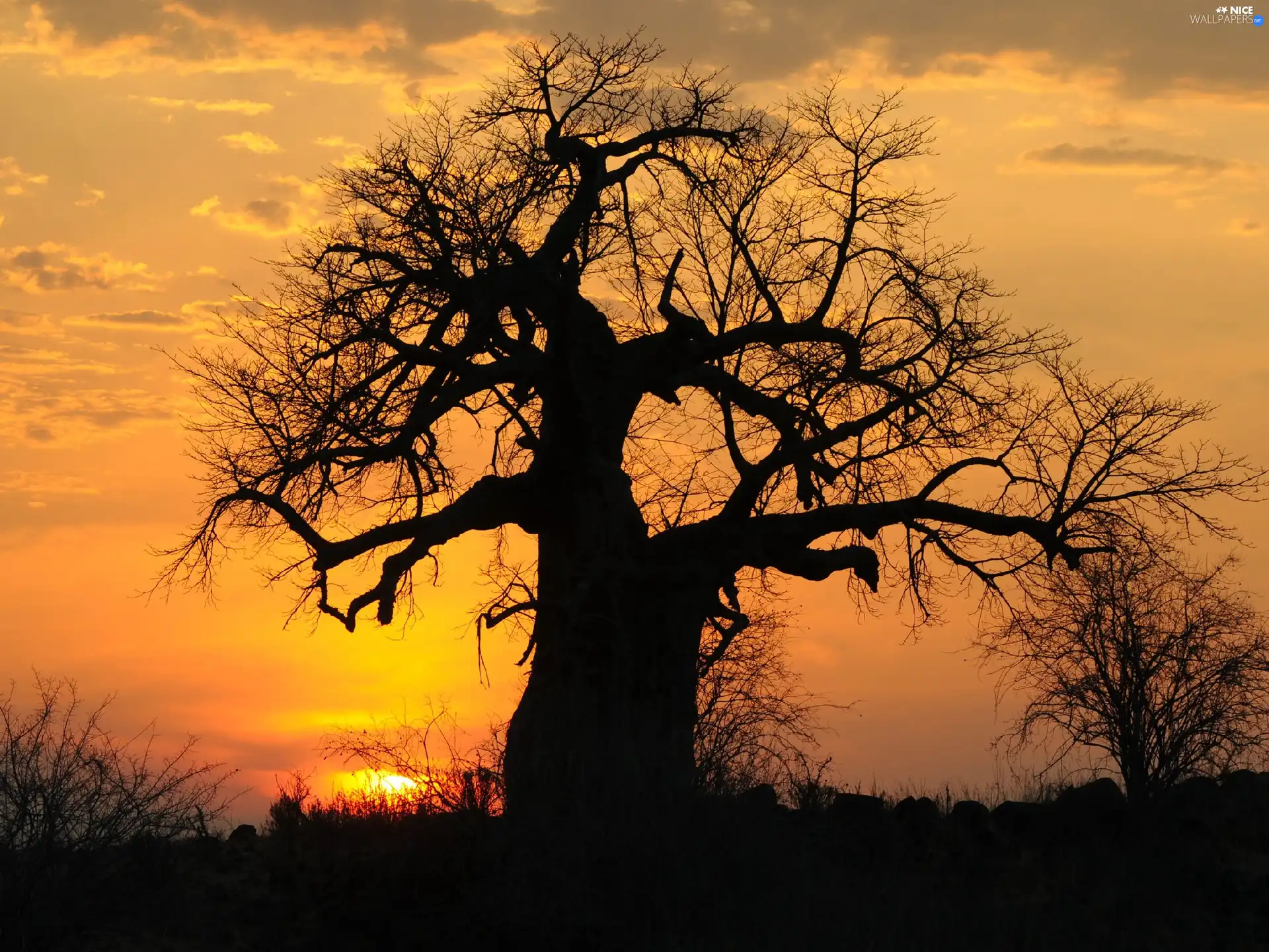 trees, Great Sunsets