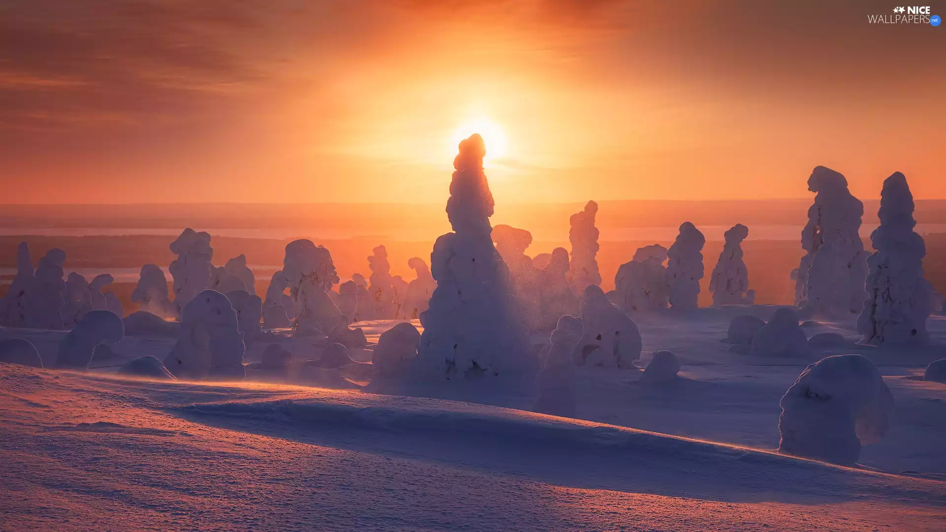 trees, winter, Great Sunsets, Fog, viewes, snowy