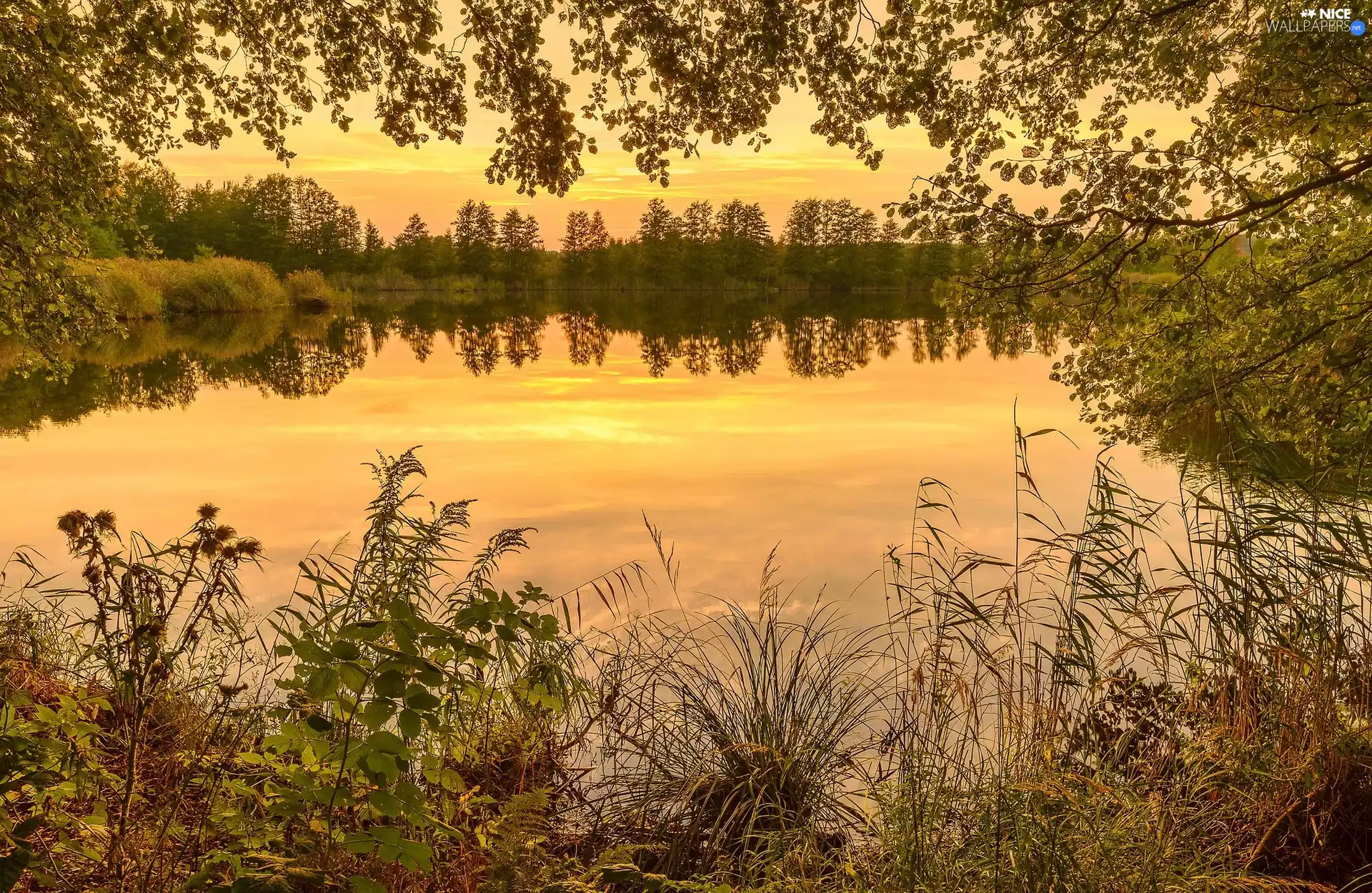 viewes, Plants, Great Sunsets, trees, lake
